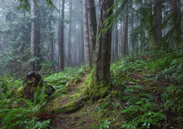 Rainforest Trail ©johncameron.ca