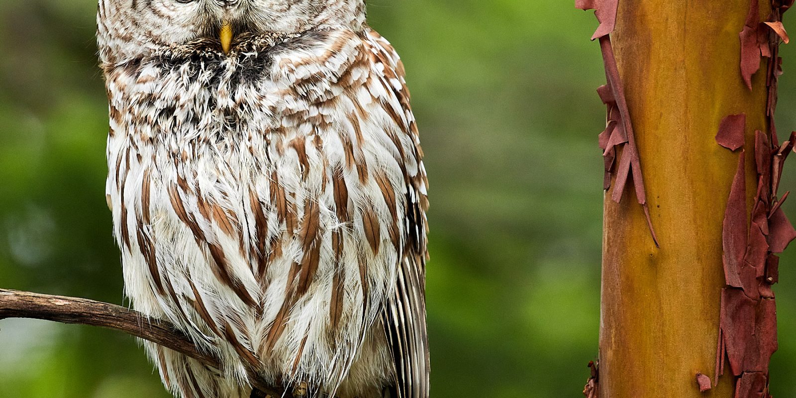 Barred Owl ©johncameron.ca