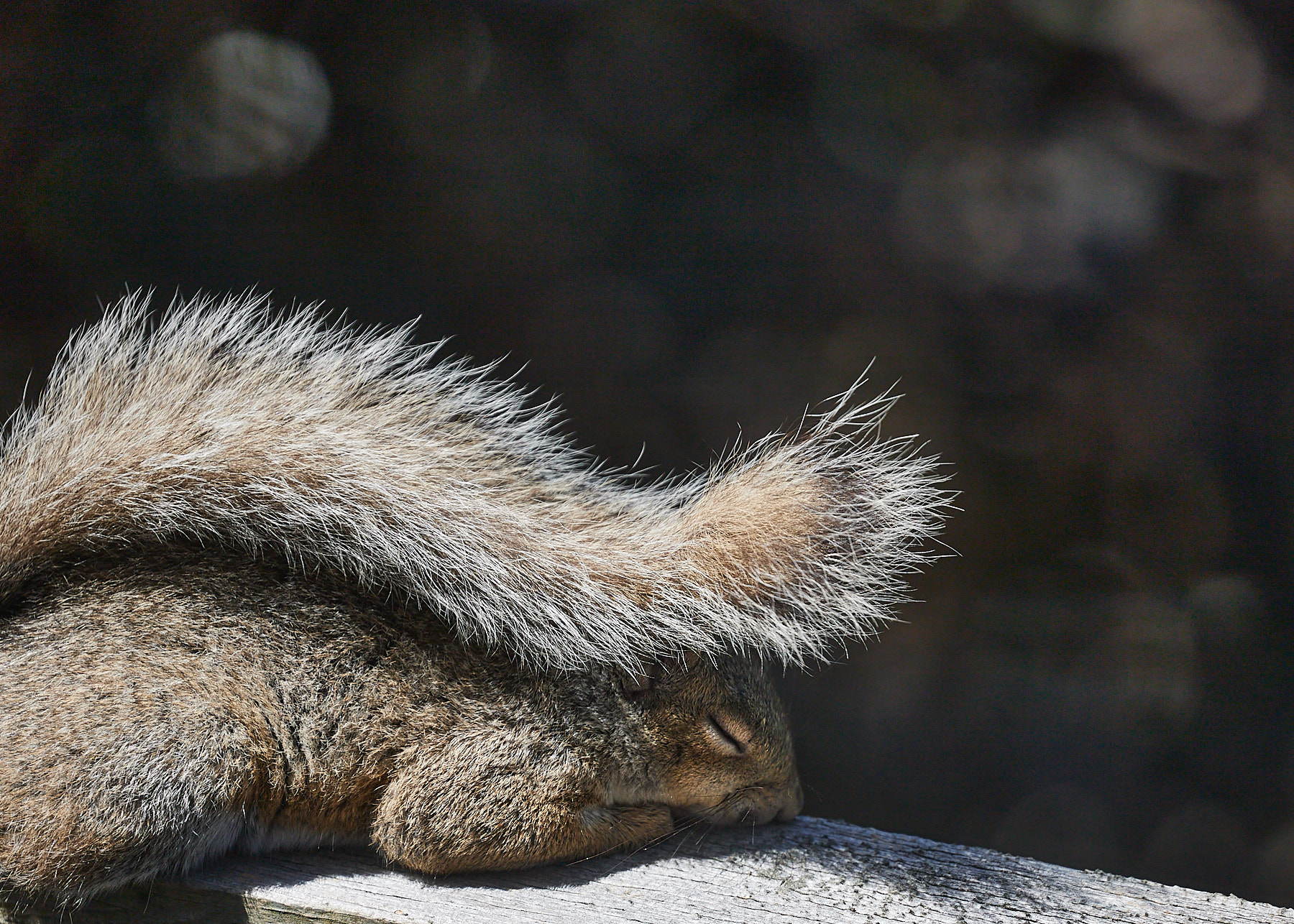 COVID squirrel naps