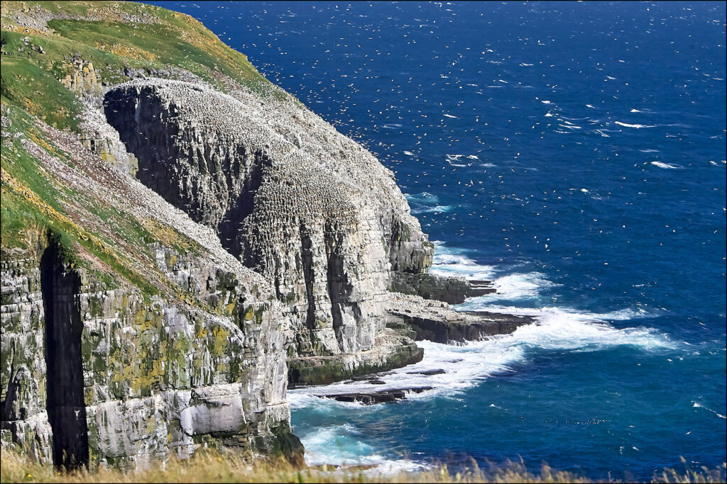 Bird Rock, Cape St. Mary’s Ecological Reserve ©johncameron.ca
