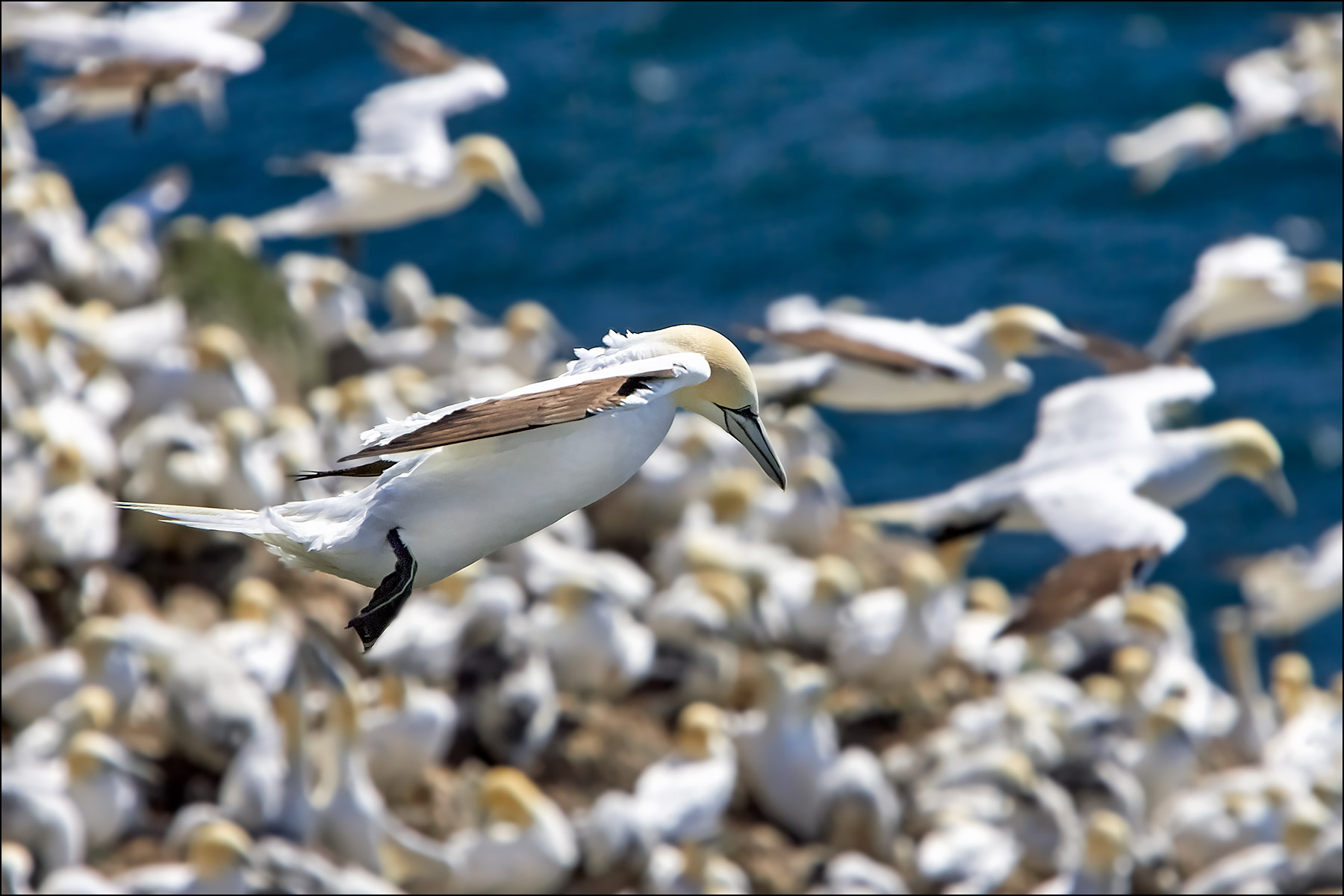 Northern Gannet at Cape St Mary's Ecological Center, Newfoundland ©johncameron
