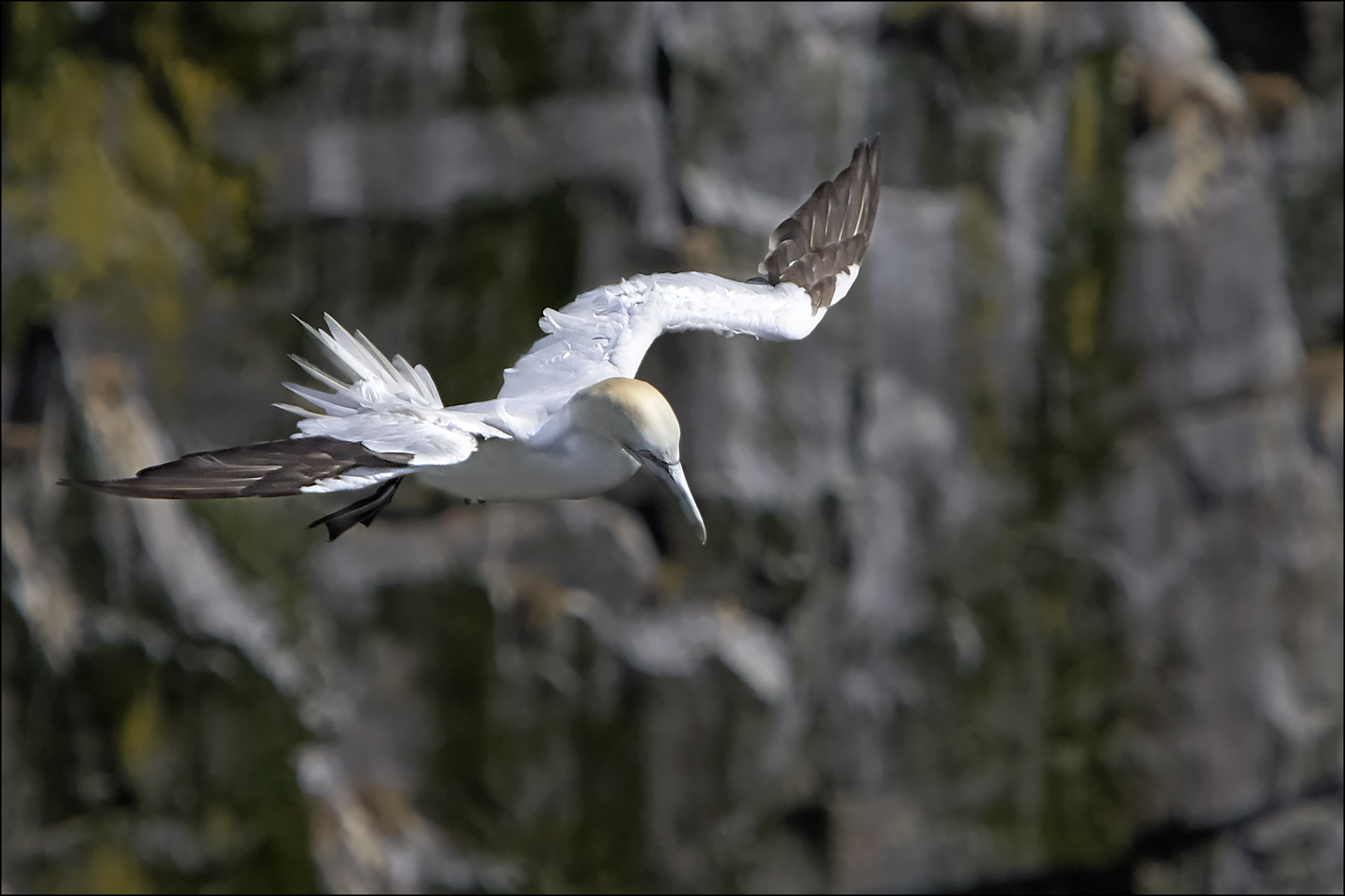 Gannet flying by the cliffs near Bird Rock ©johncameron.ca