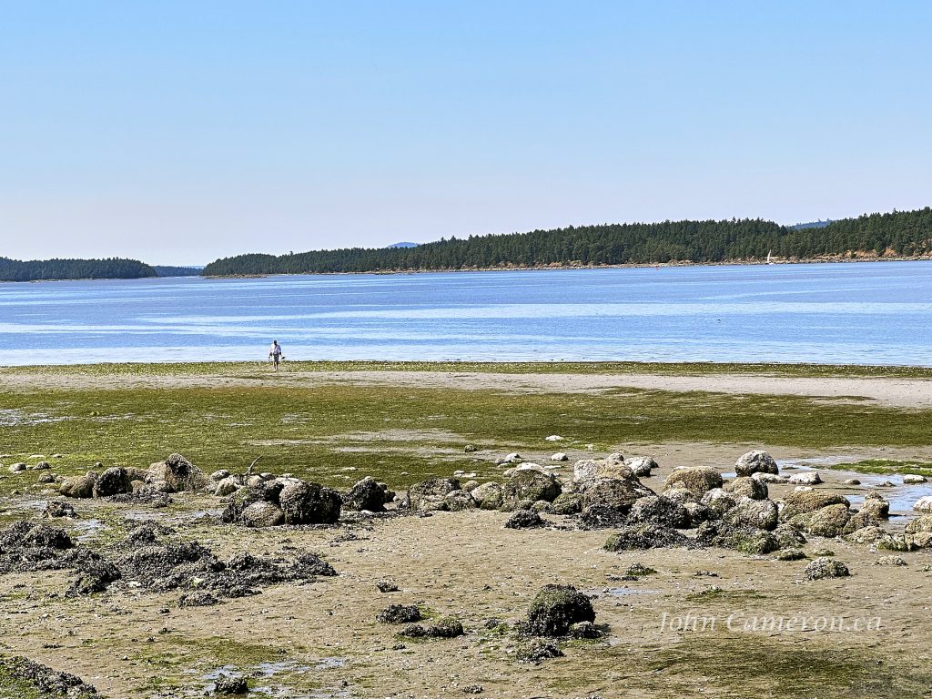 A wide beach at low tide, disappears into the trees at high tide. ©johncameron.ca