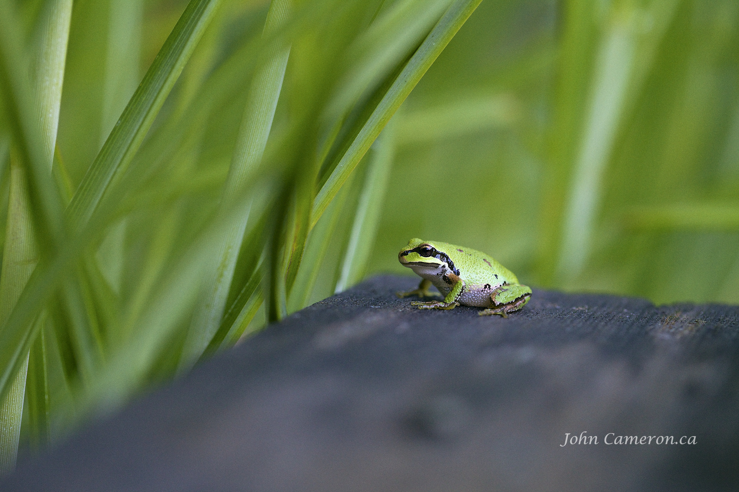 Model subject this frog on an old picnic table.