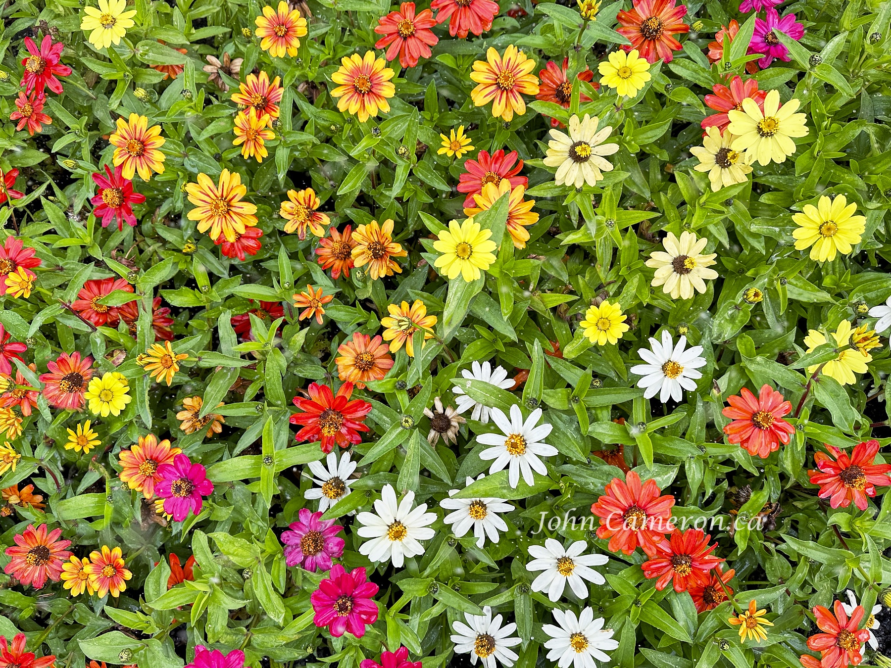 A carpet of flowers, horizontal crop. ©johncameron.ca