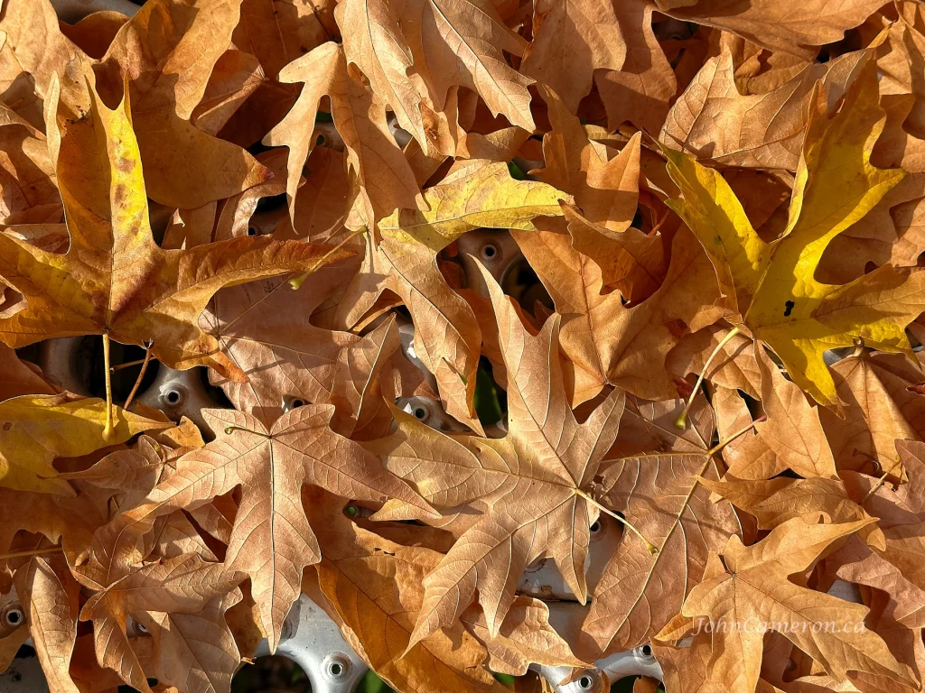 First leaves of fall 2023. ©johncameron.ca