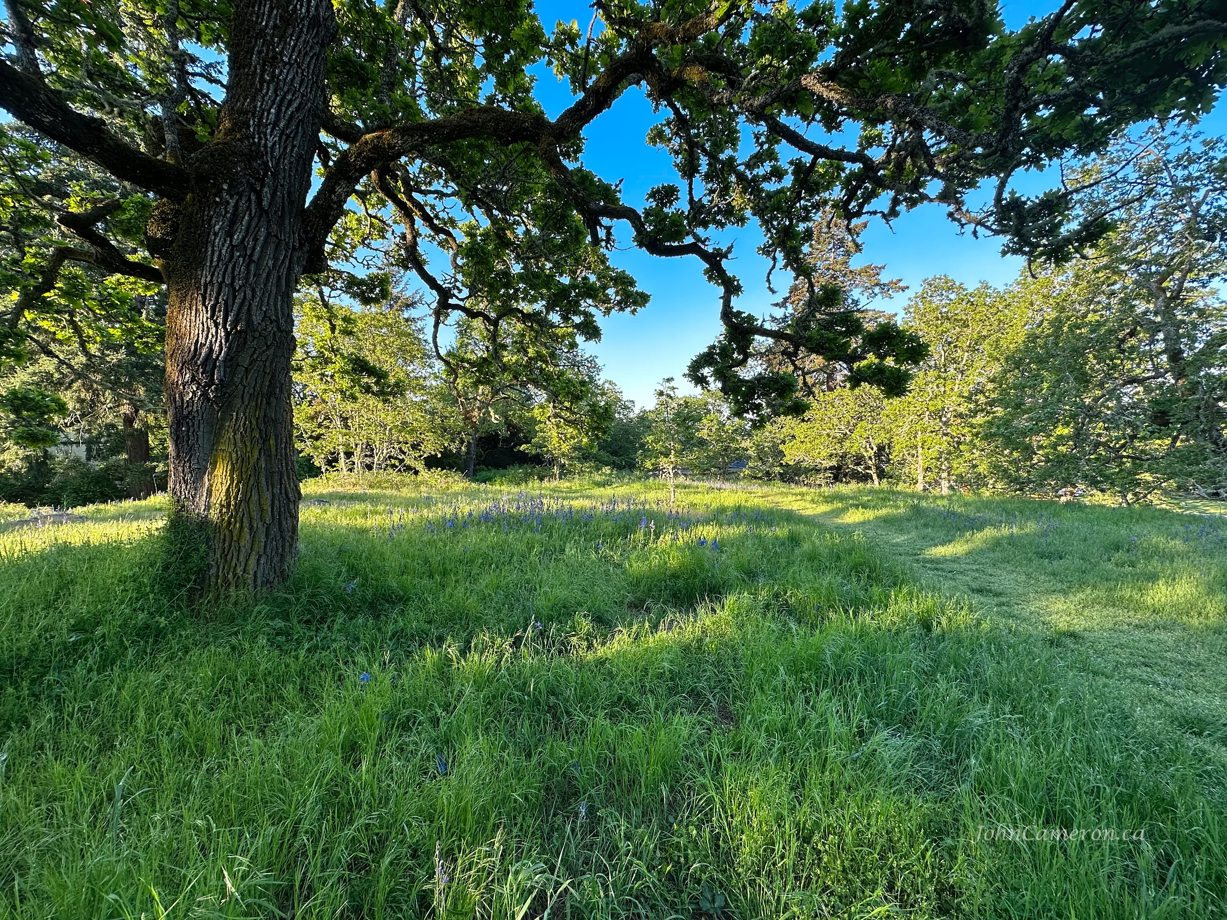 Early summer in the park ©johncameron.ca