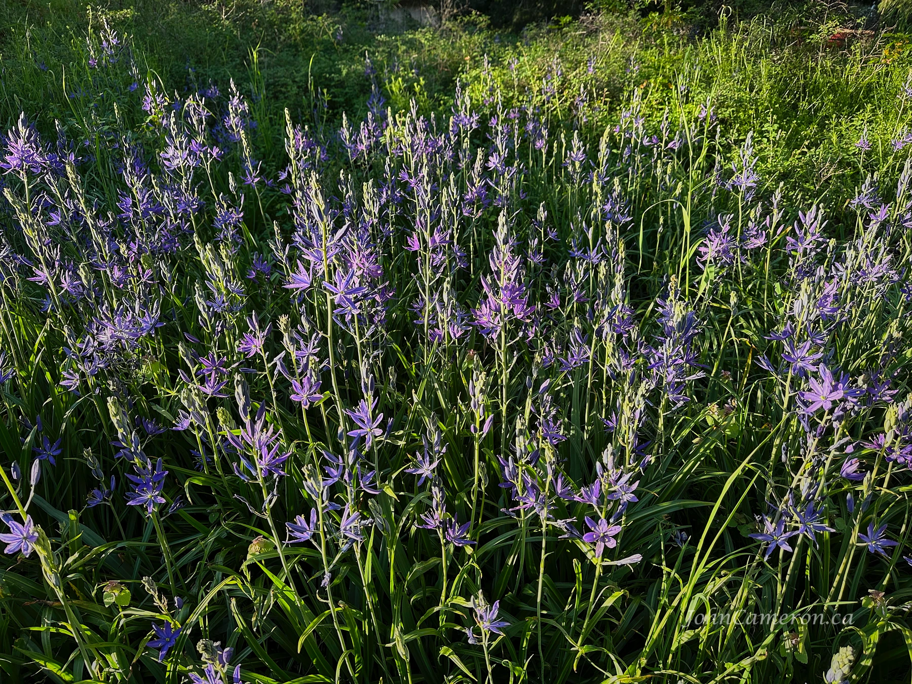 Camas in the park