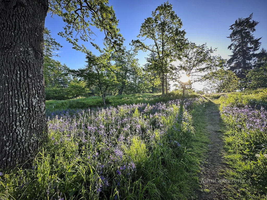 Sunrise on the hillside west side of the park.