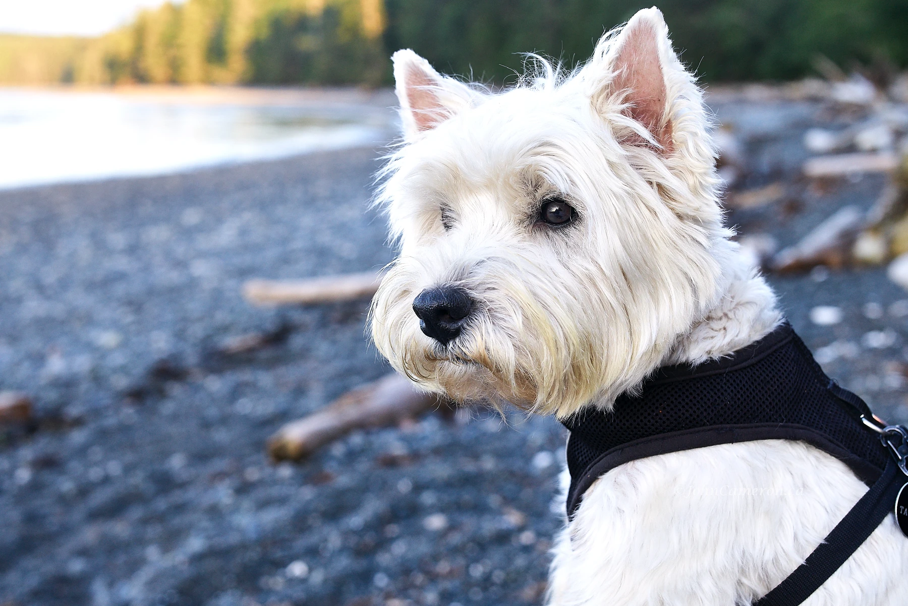 This West Highland Terrior (Westie) is named Cameron. Yes, really. But the vet needed to have a first and last.