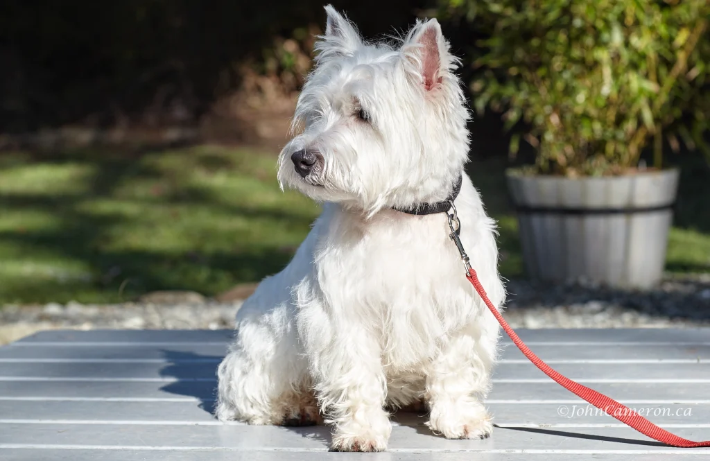 Dog on a Leash