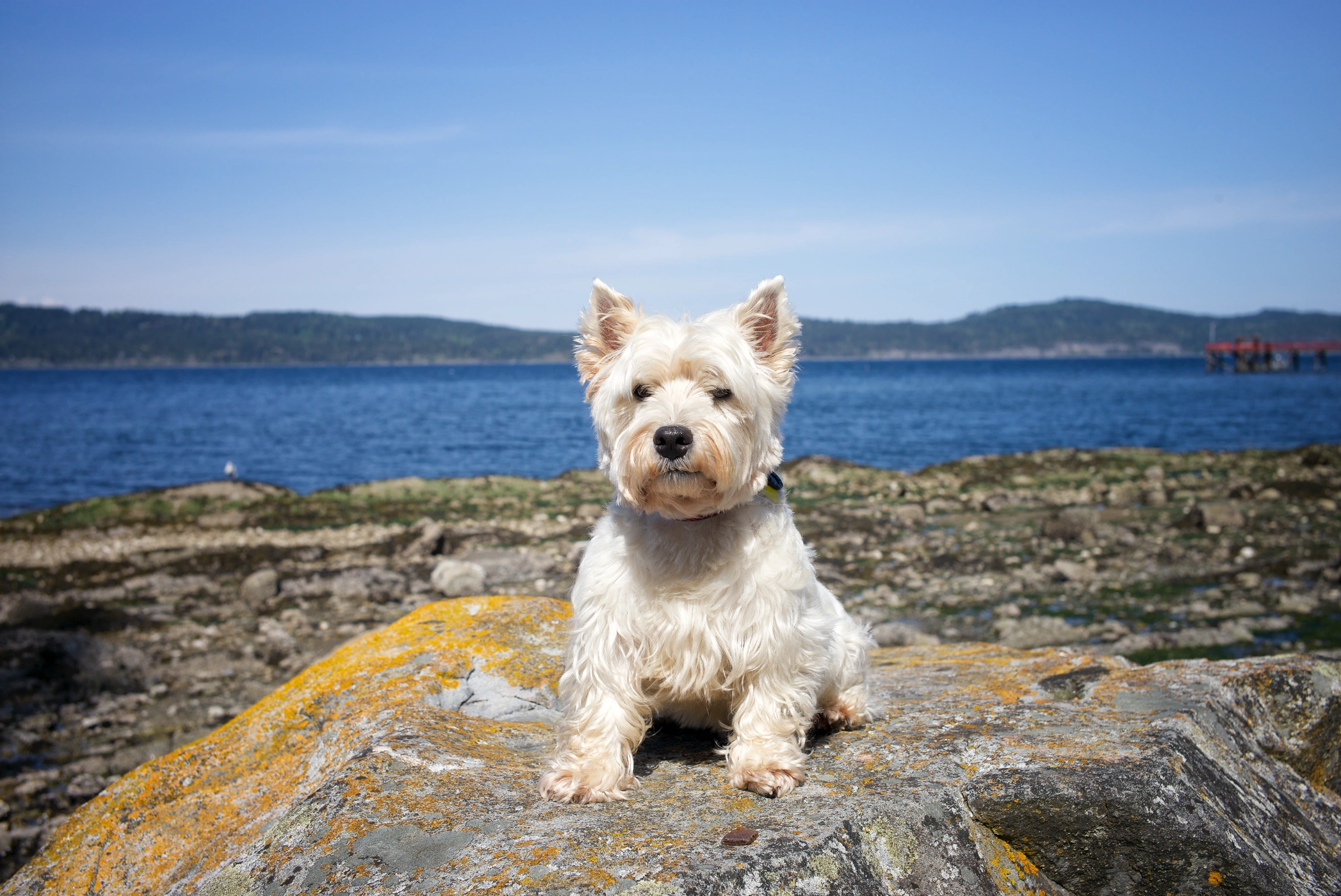 Dog on a rock