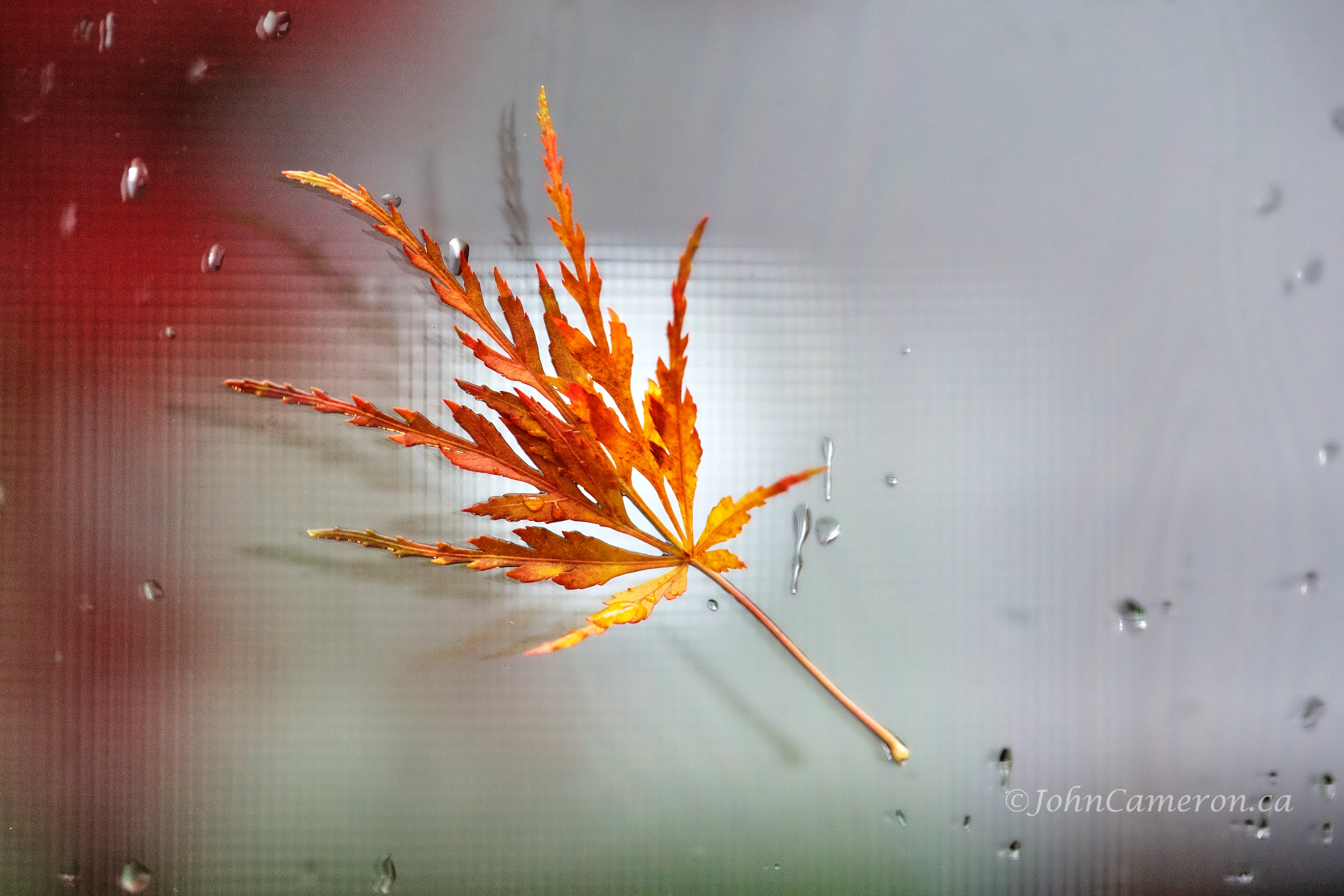 leaf stuck on a window ©johncameron.ca
