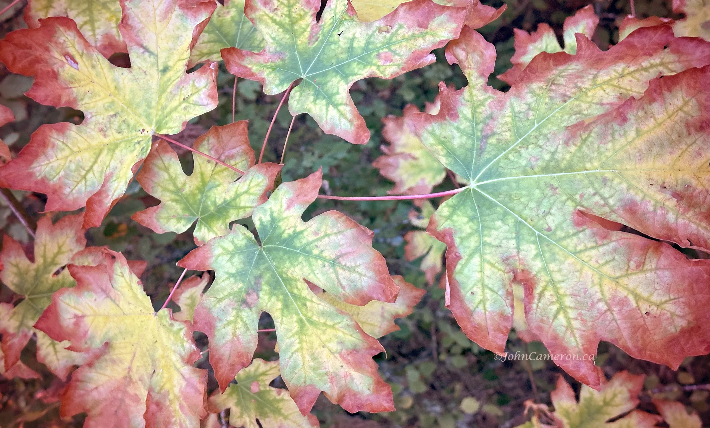 Forest leaves down and beginning the decay process. ©johncameron.ca