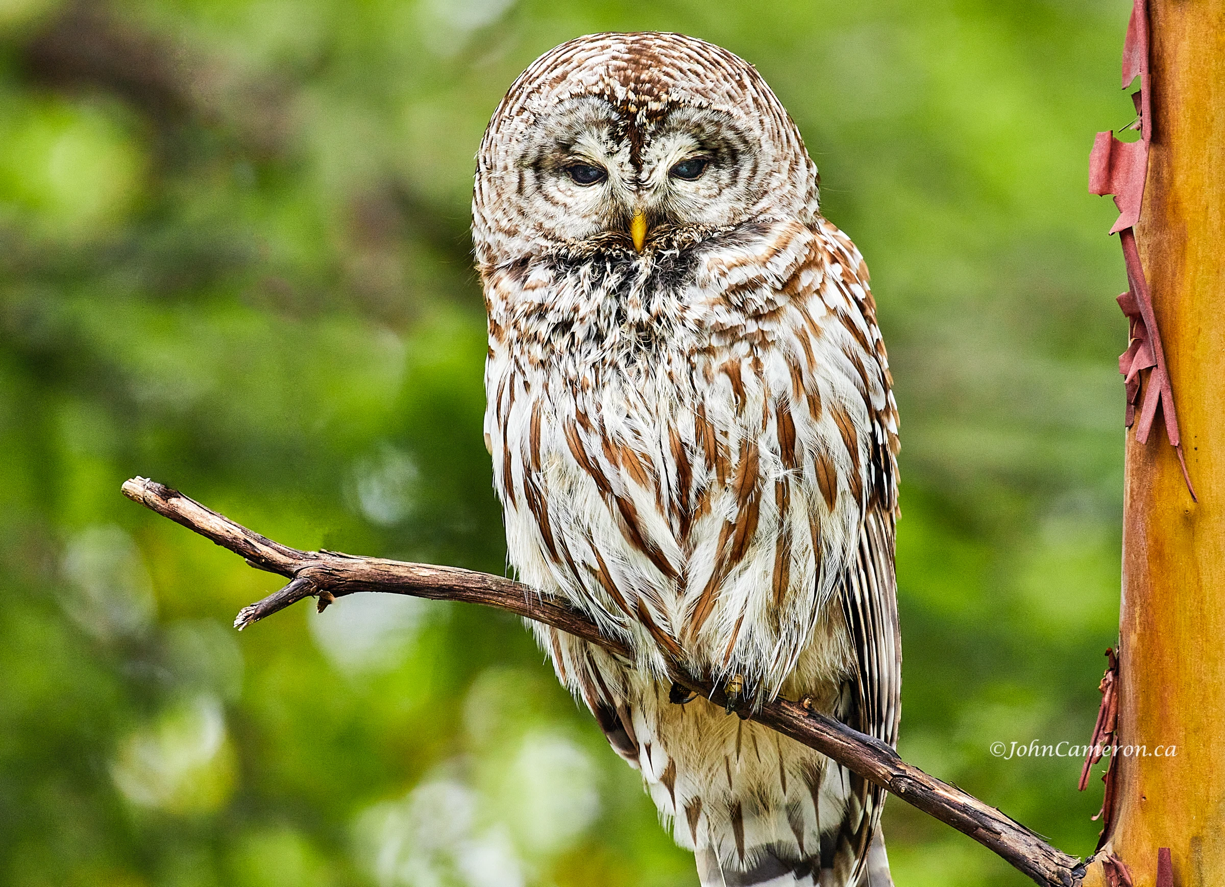 Backyard Owl ©johncameron.ca