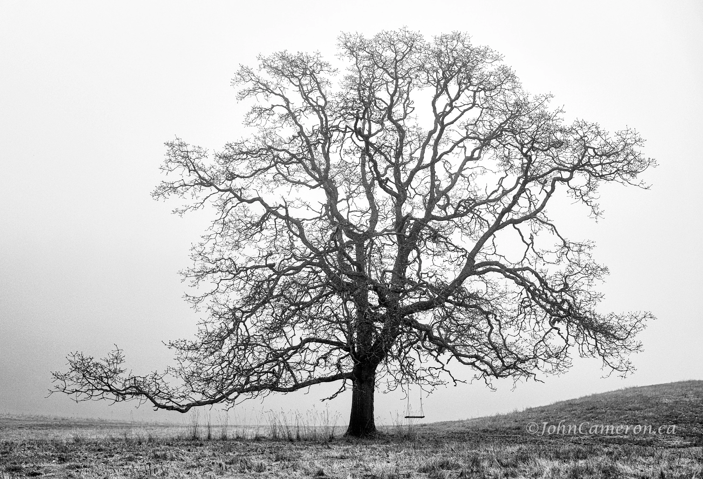 Tree in fog with swing b/w ©johncameron.ca