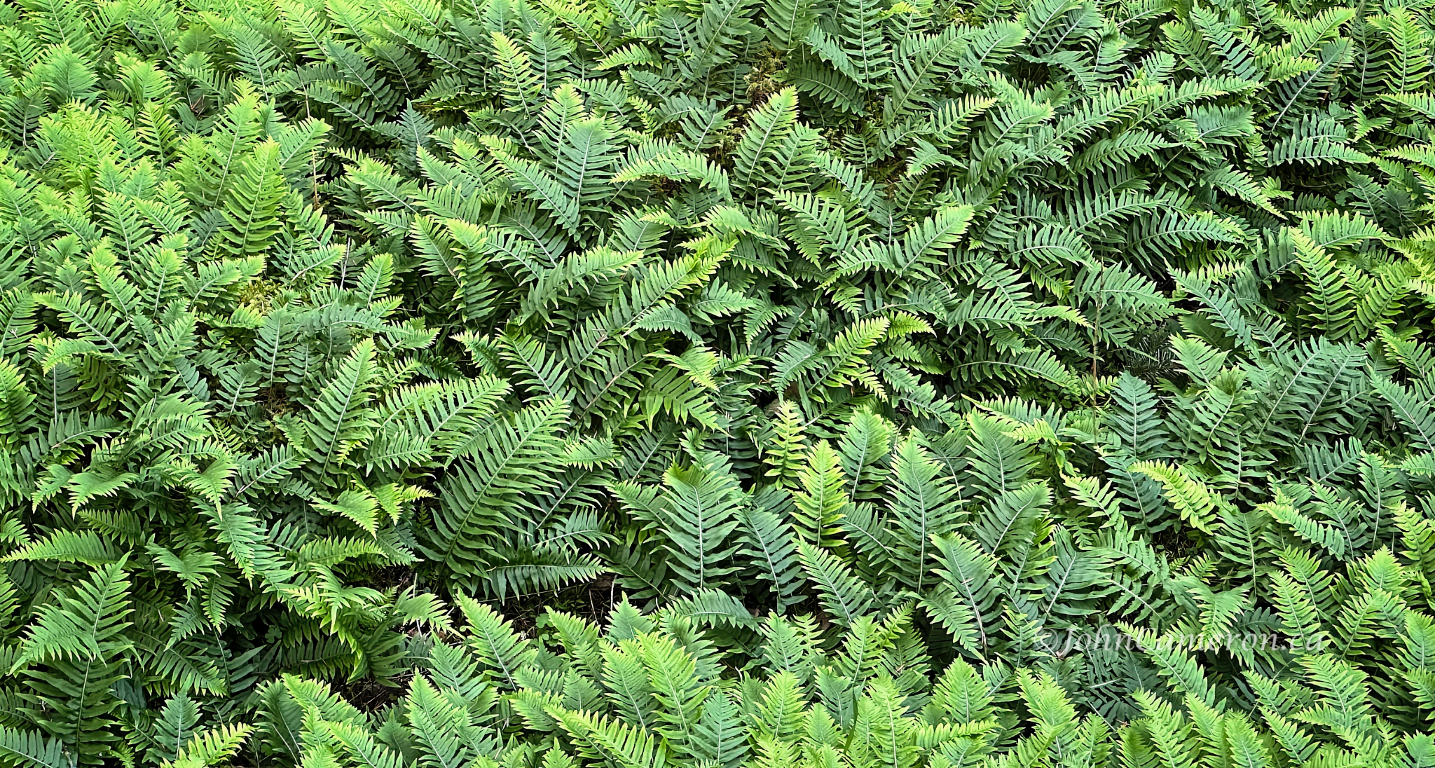 Forest floor. ©johncameron.ca