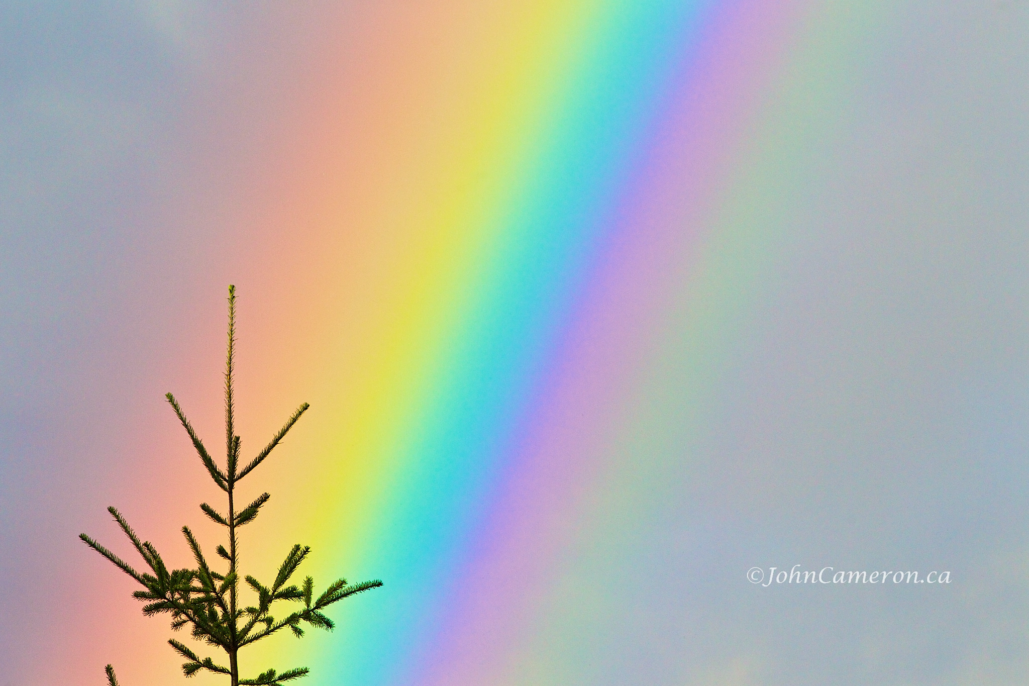 Rainbow and Fir ©johncameron.ca