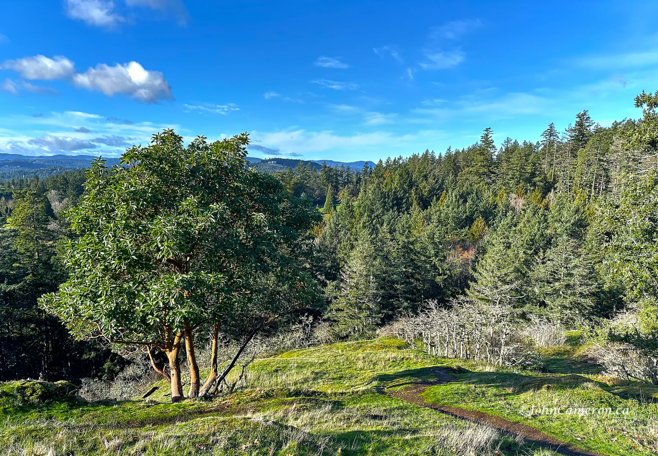 Lone arbutus on NW slope in winter ©johncameron.ca
