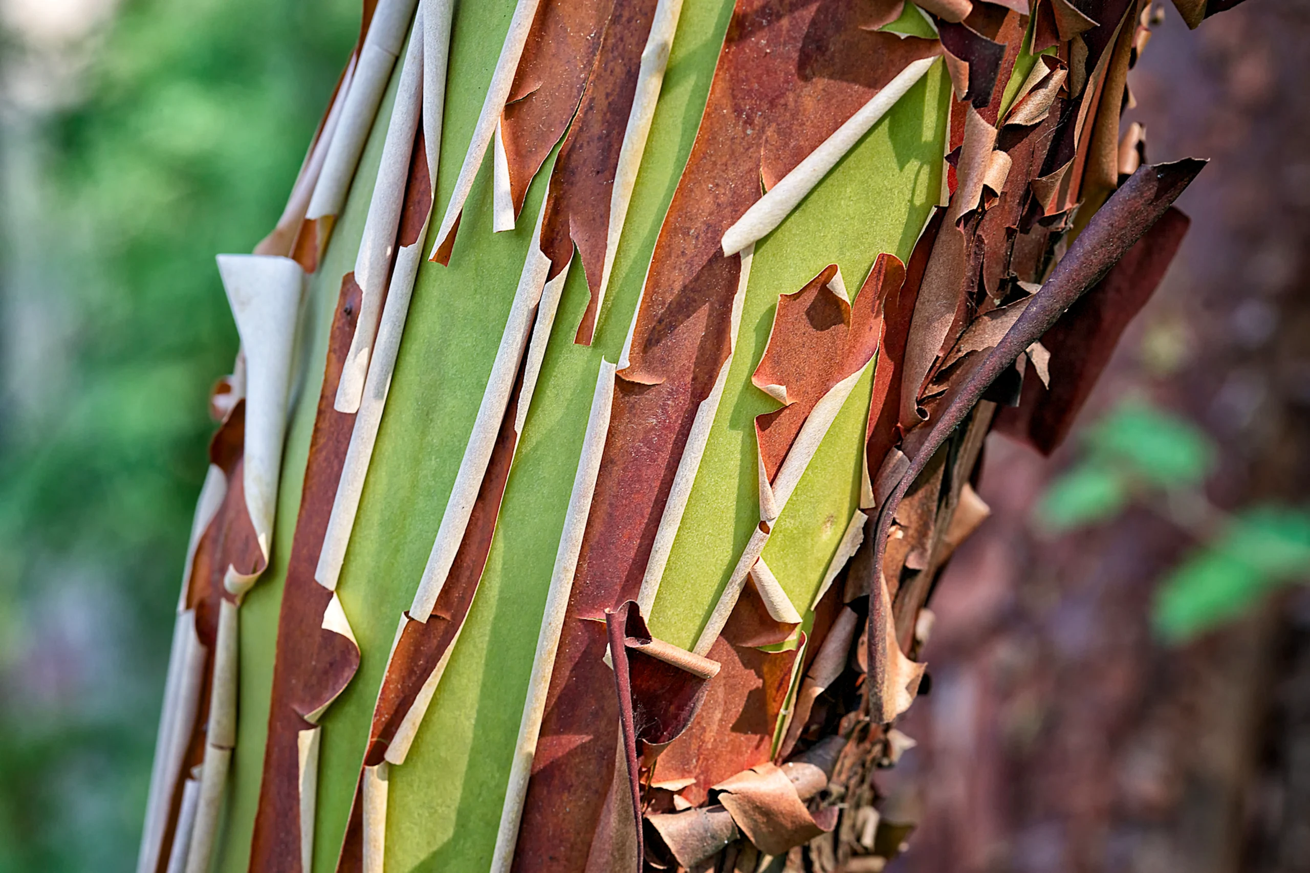 arbutus bark and tree