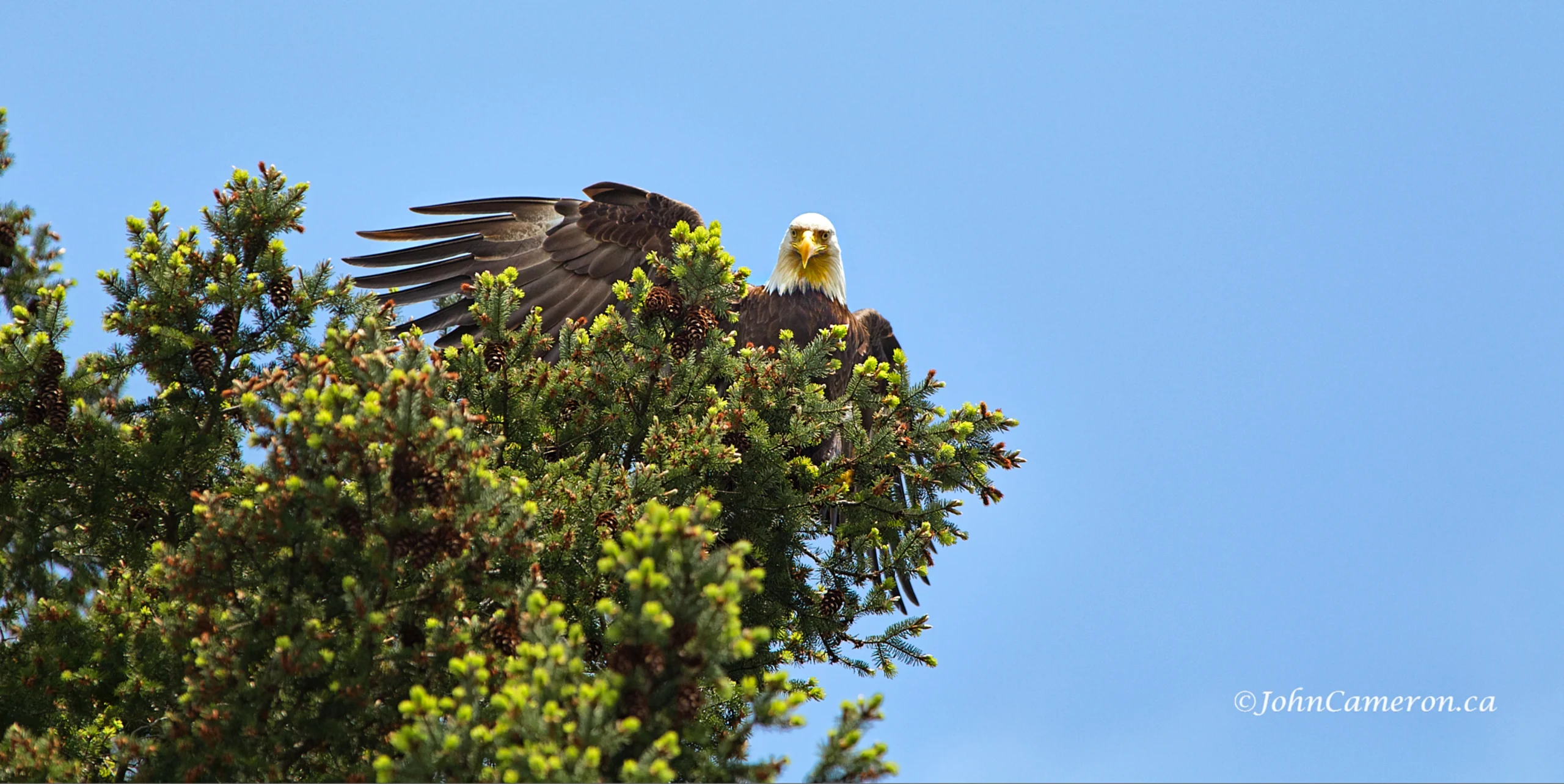 Eagle Wave ©johncameron.ca
