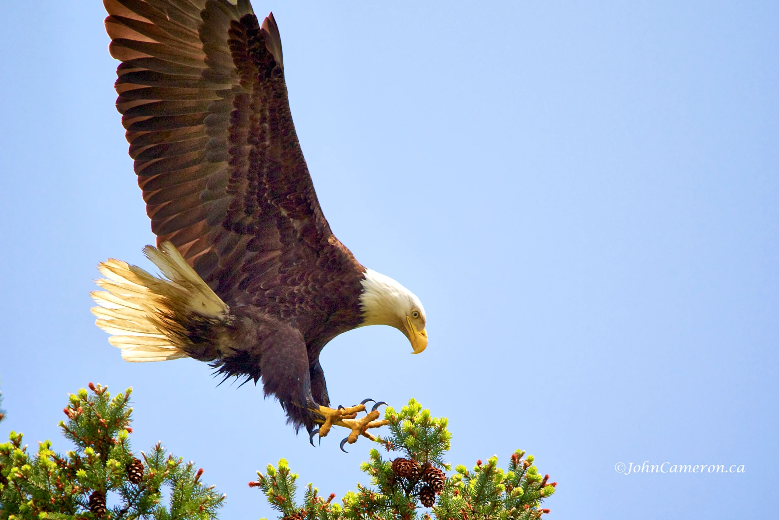 Eagle Landing ©johncameron.ca