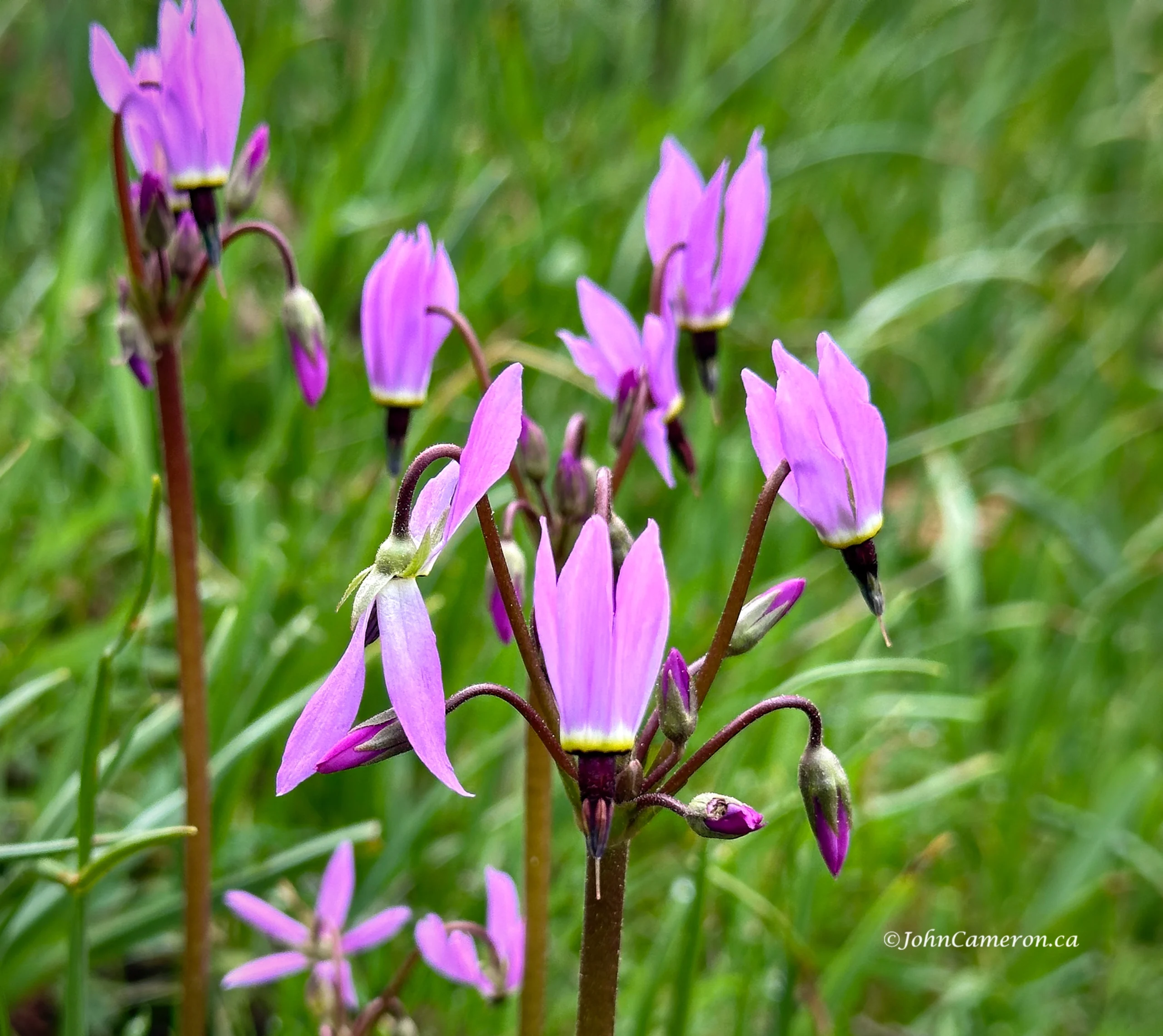 henderson's shooting stars©johncameron.ca