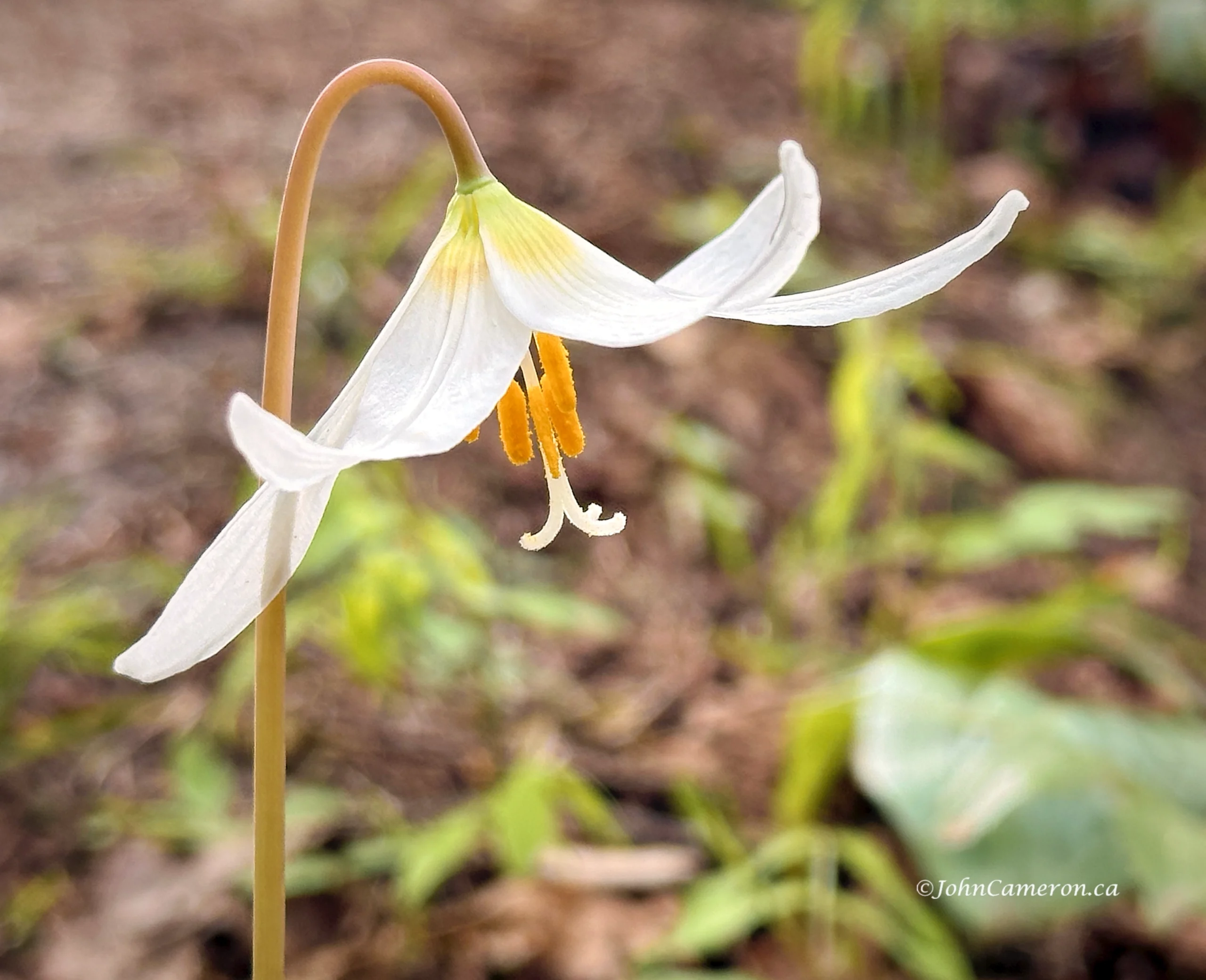 fawn lily1©johncameron.ca