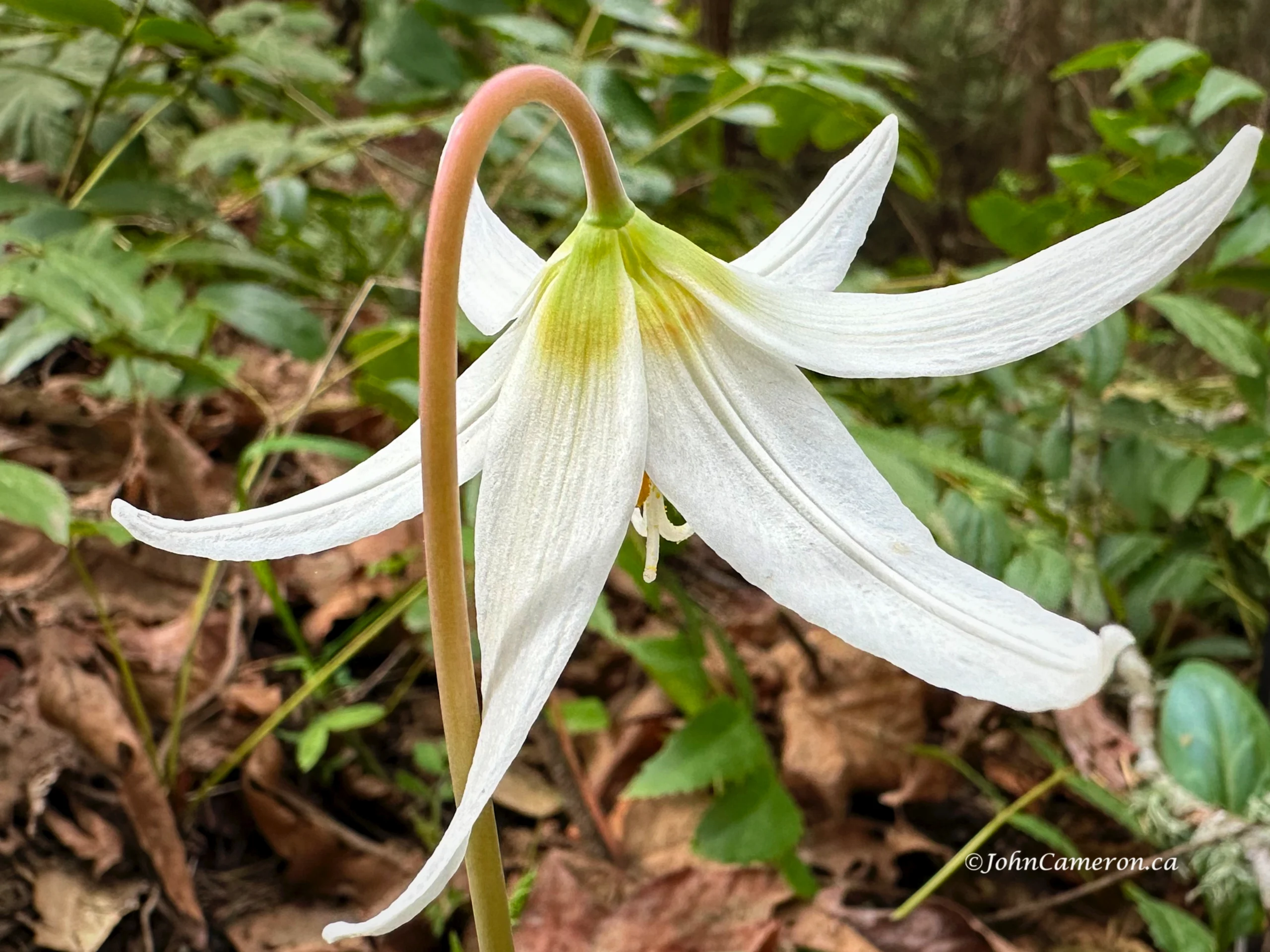 fawn lily©johncameron.ca