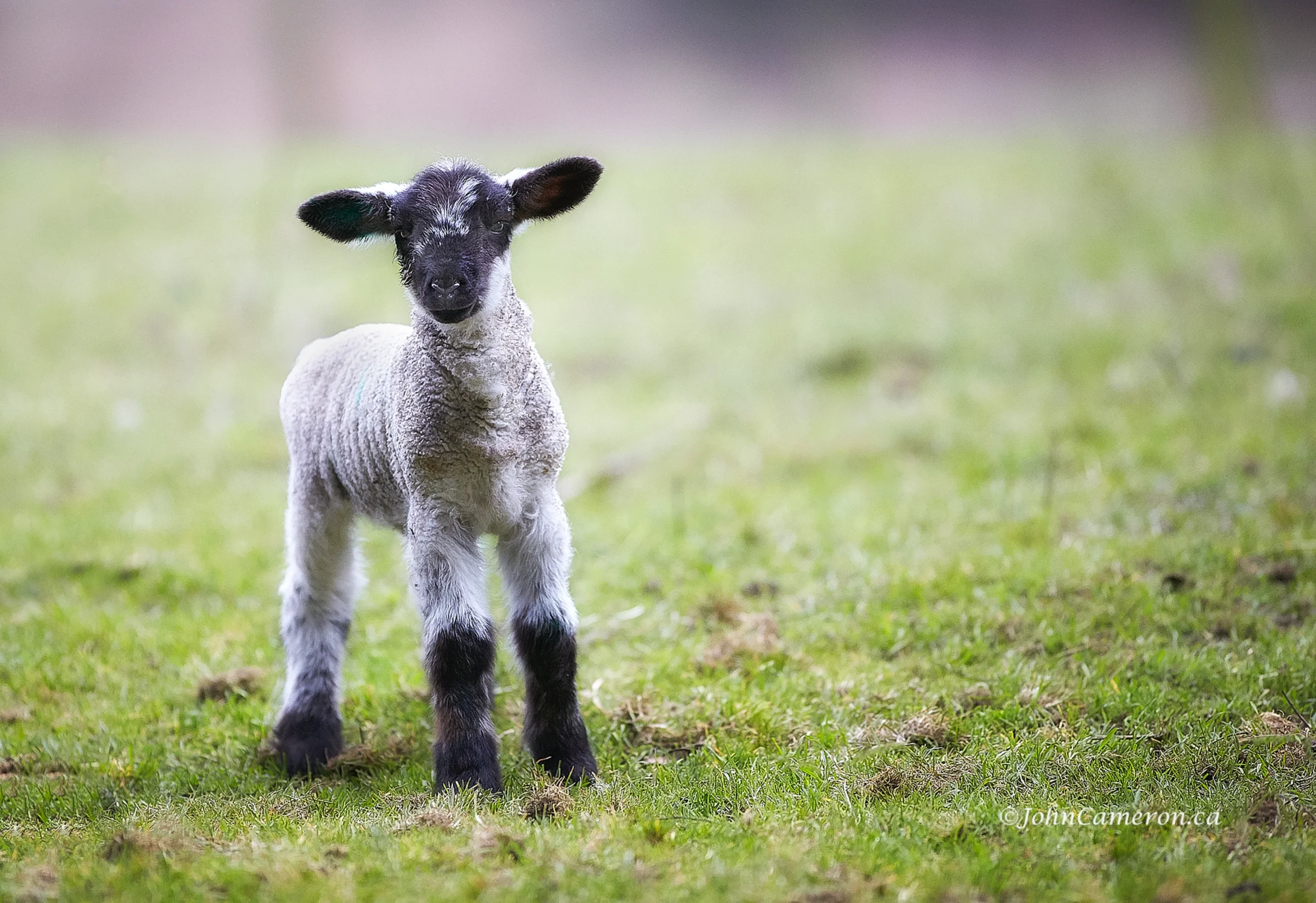 february-lamb-ssi ©johncameron.ca