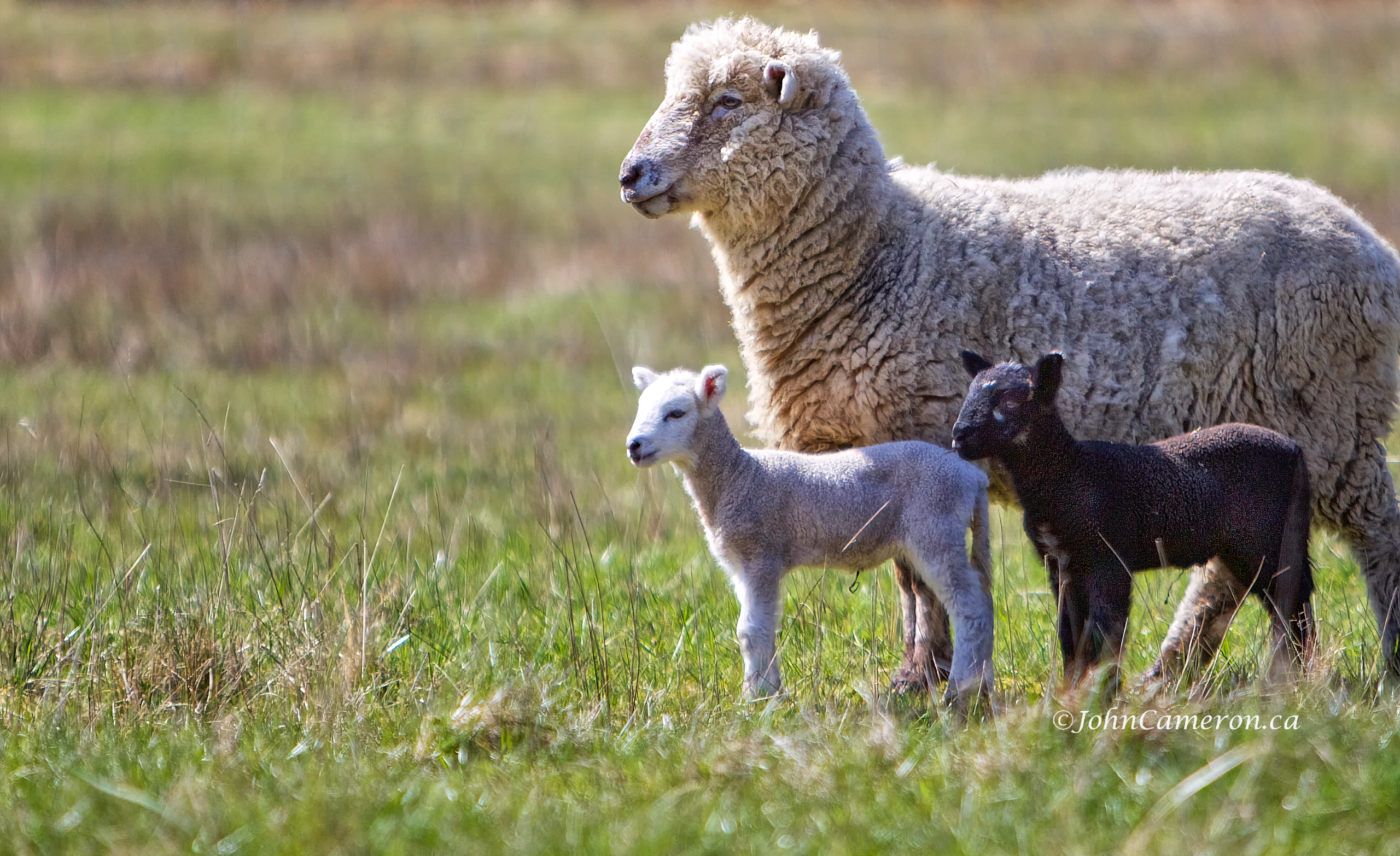 Sheep in Spring ©johncameron.ca
