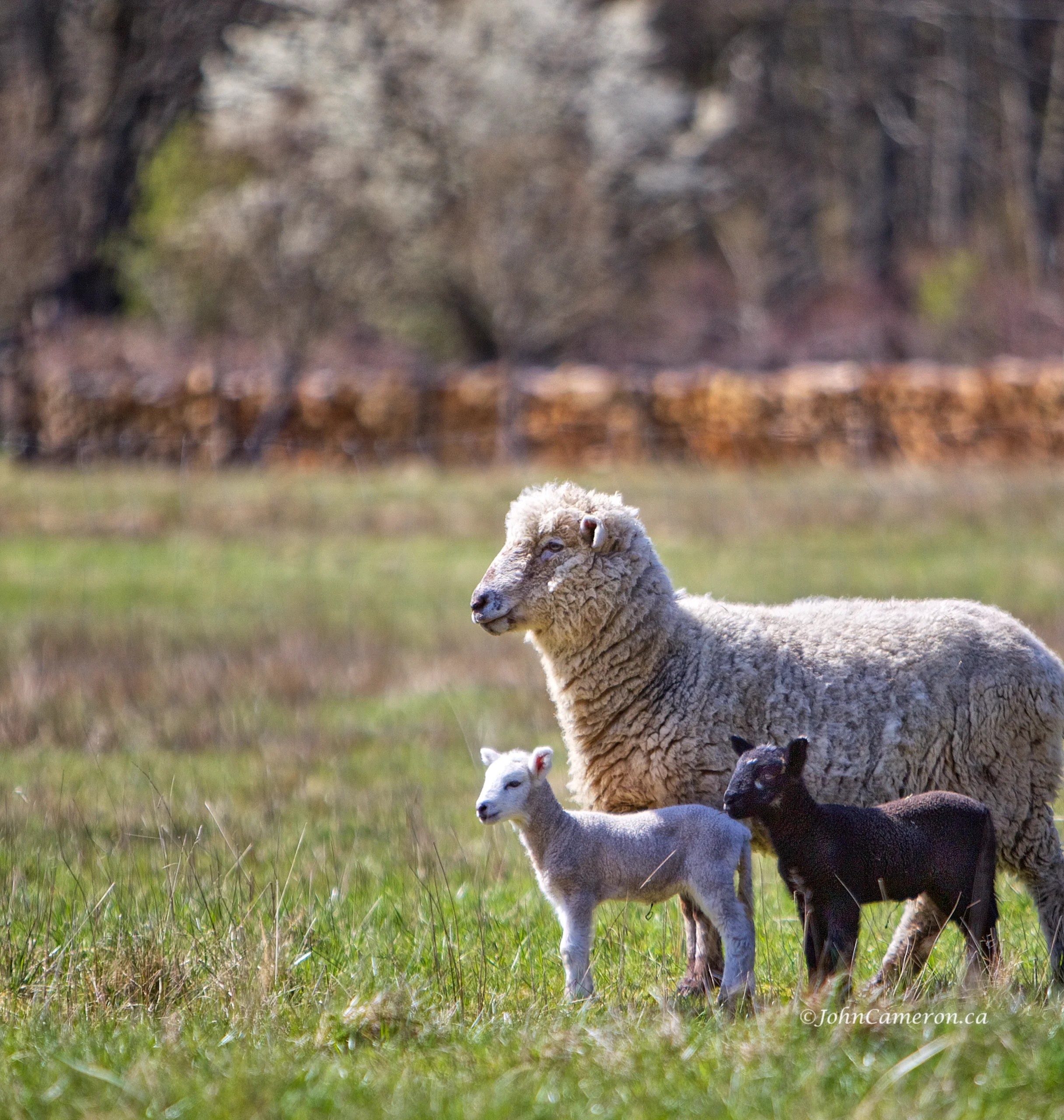 Sheep in Spring ©johncameron.ca