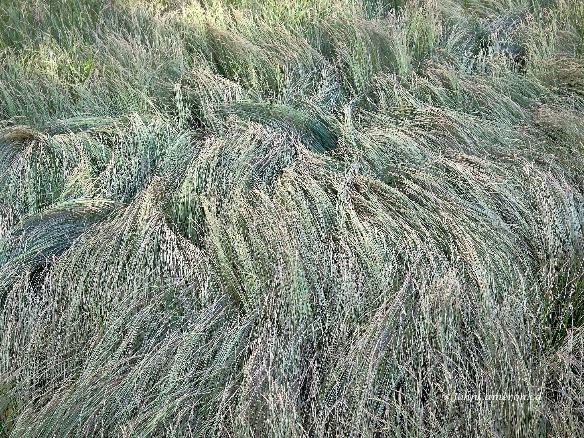 road grass ©johncameron.ca