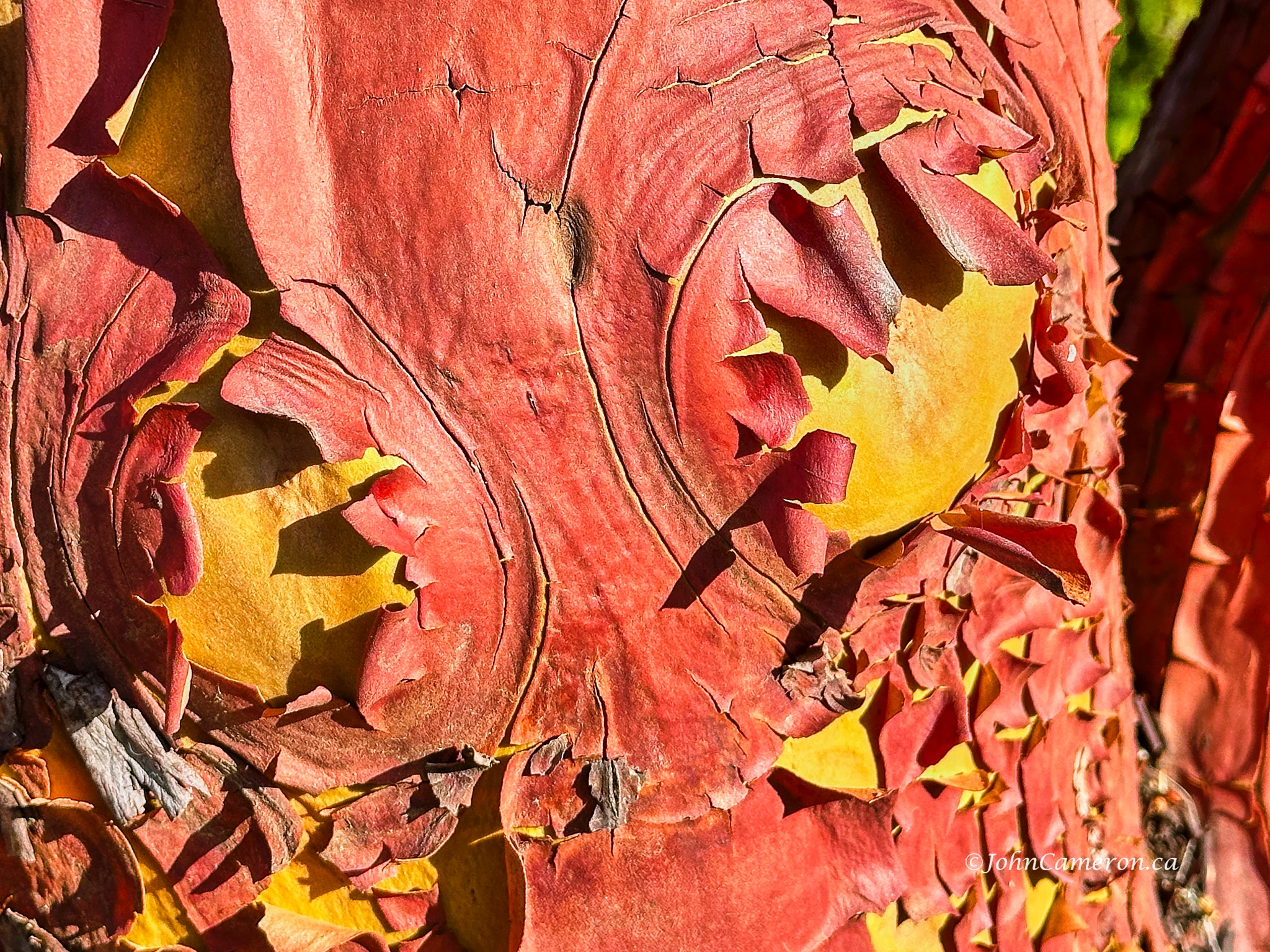 Arbutus tree peeling in the late summer ©johncameron.ca