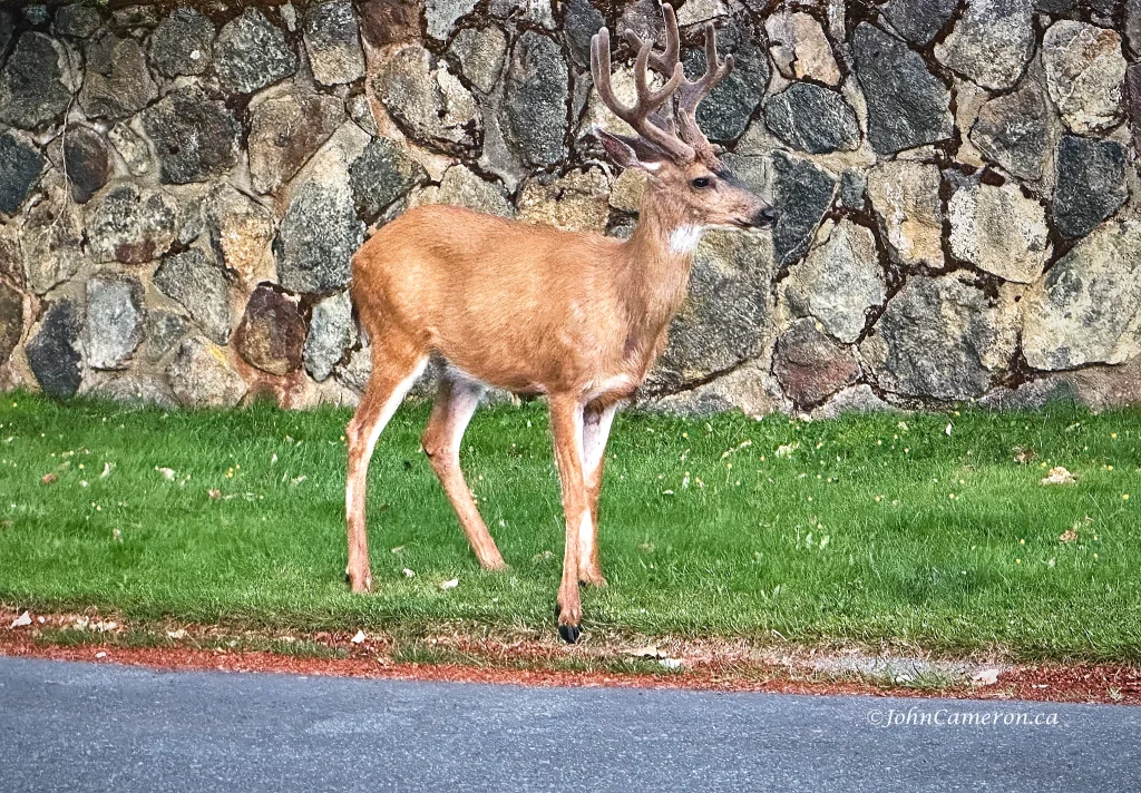 5am morning buck...close enough ©johncameorn.ca