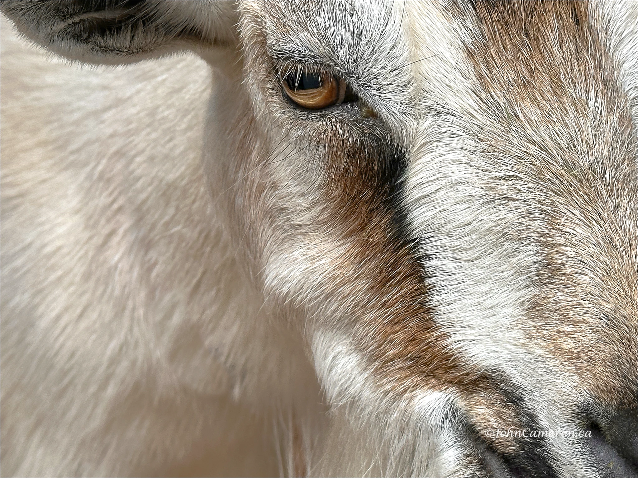 A goat close-up ©johncameron.ca