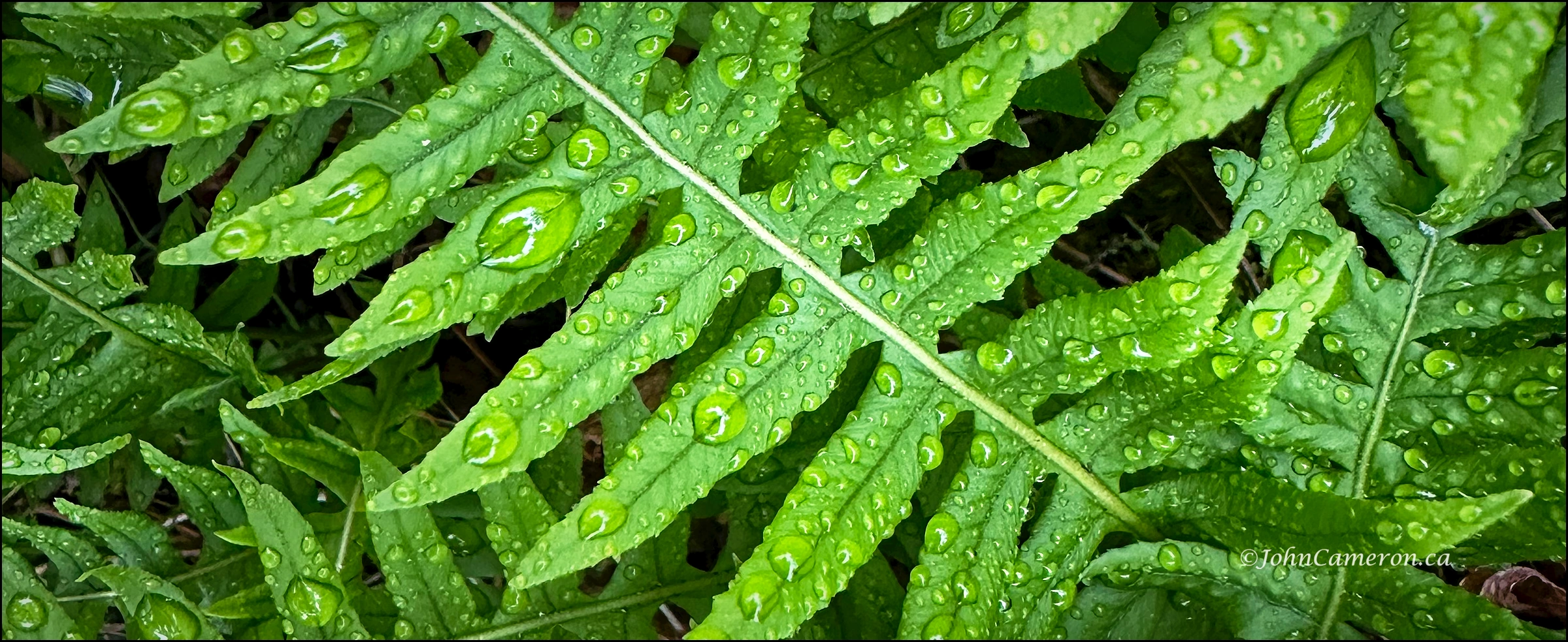wet fers ©johncameron.ca