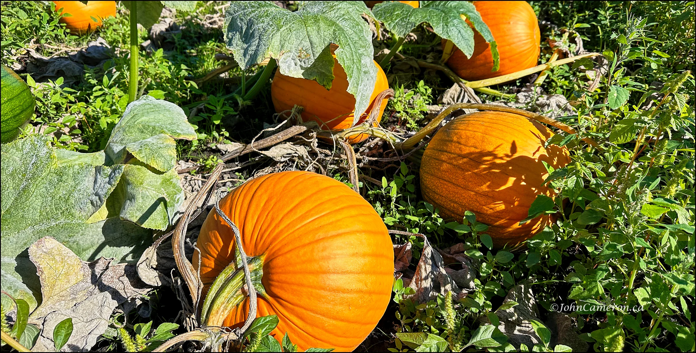 Pumpkins 2024 in Saanich, mid-september ©johncameron.ca