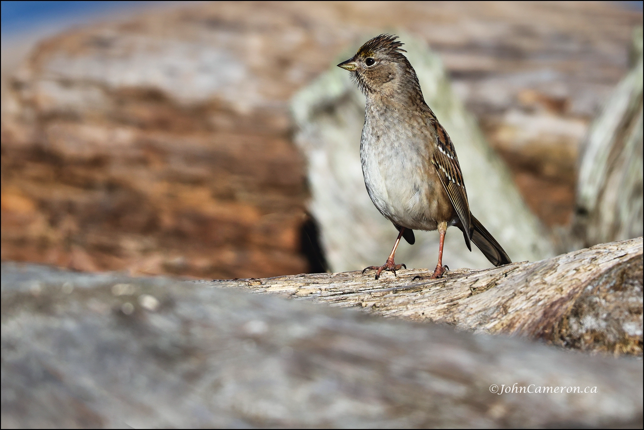 Sparrows 2