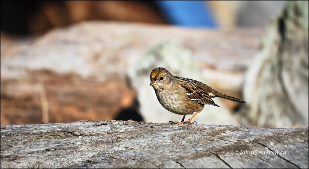 Second sparrow