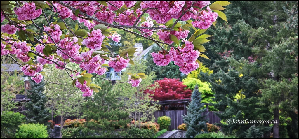 more spring colour on a cloudy morning ©johncameron.ca
