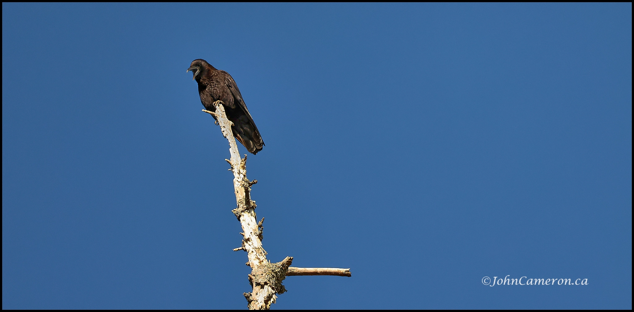 Crow on tree top