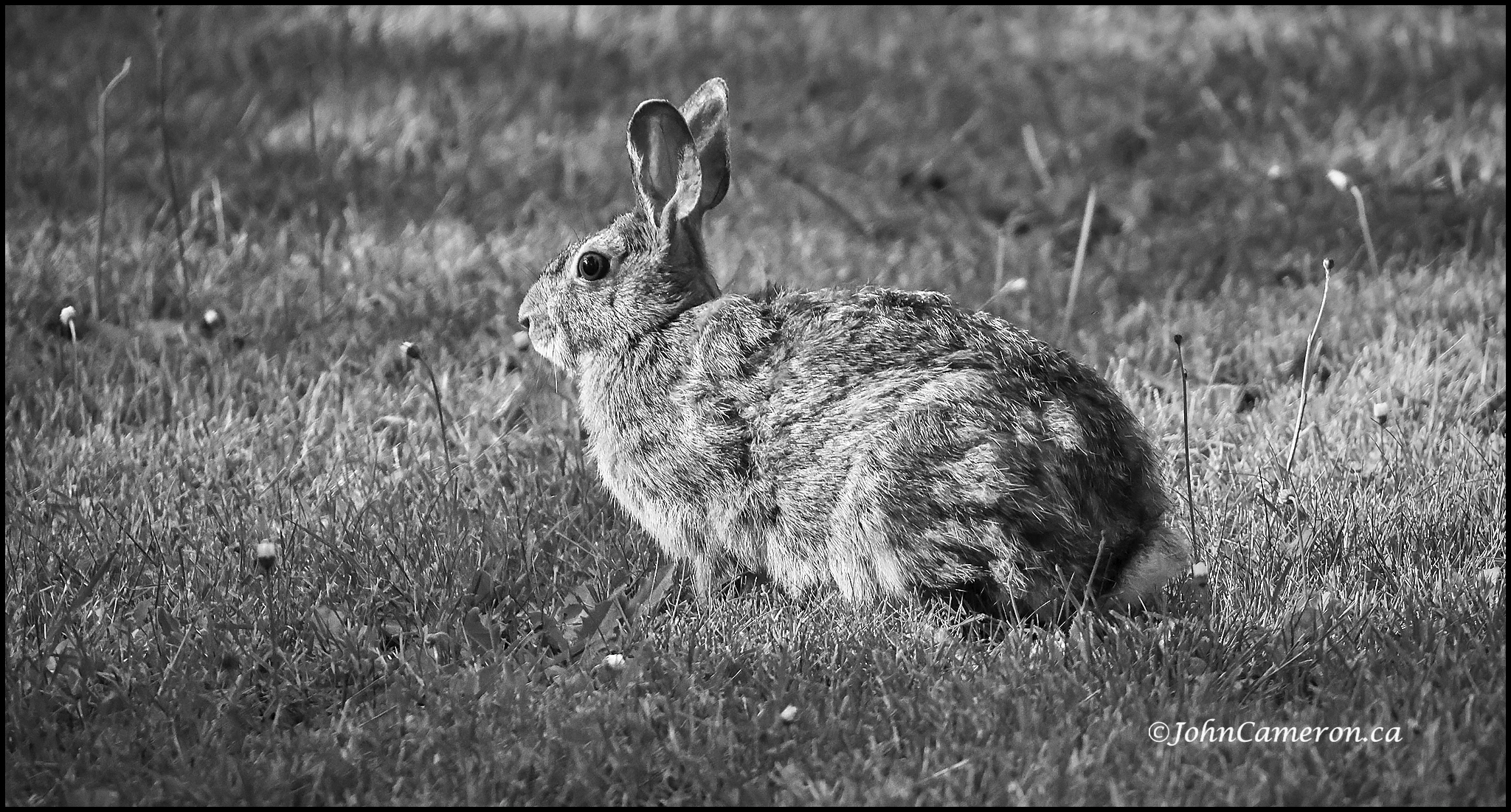 Rabbit3