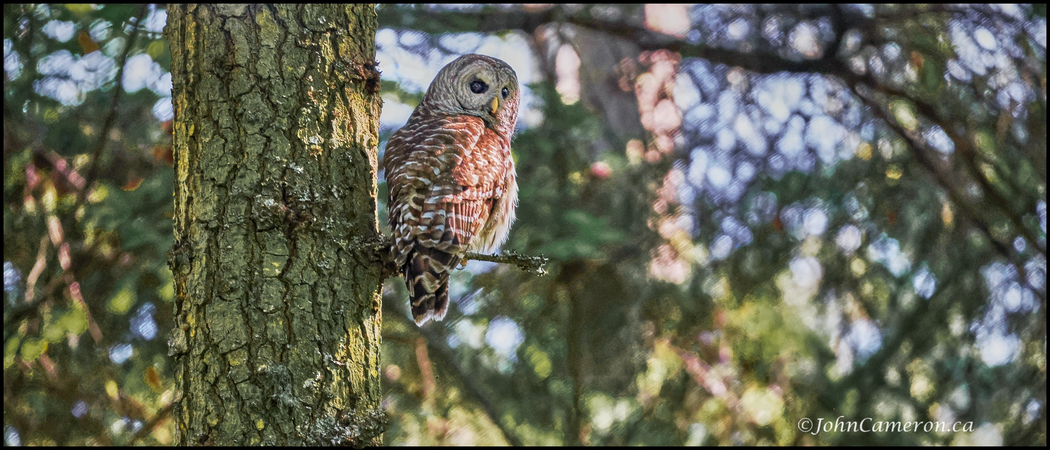 Owl 3