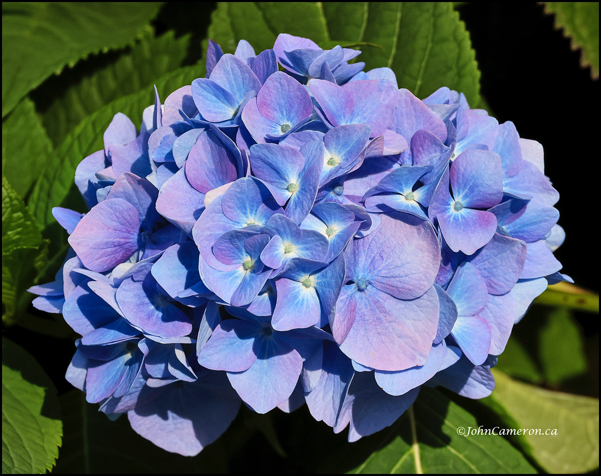 Hydrangea