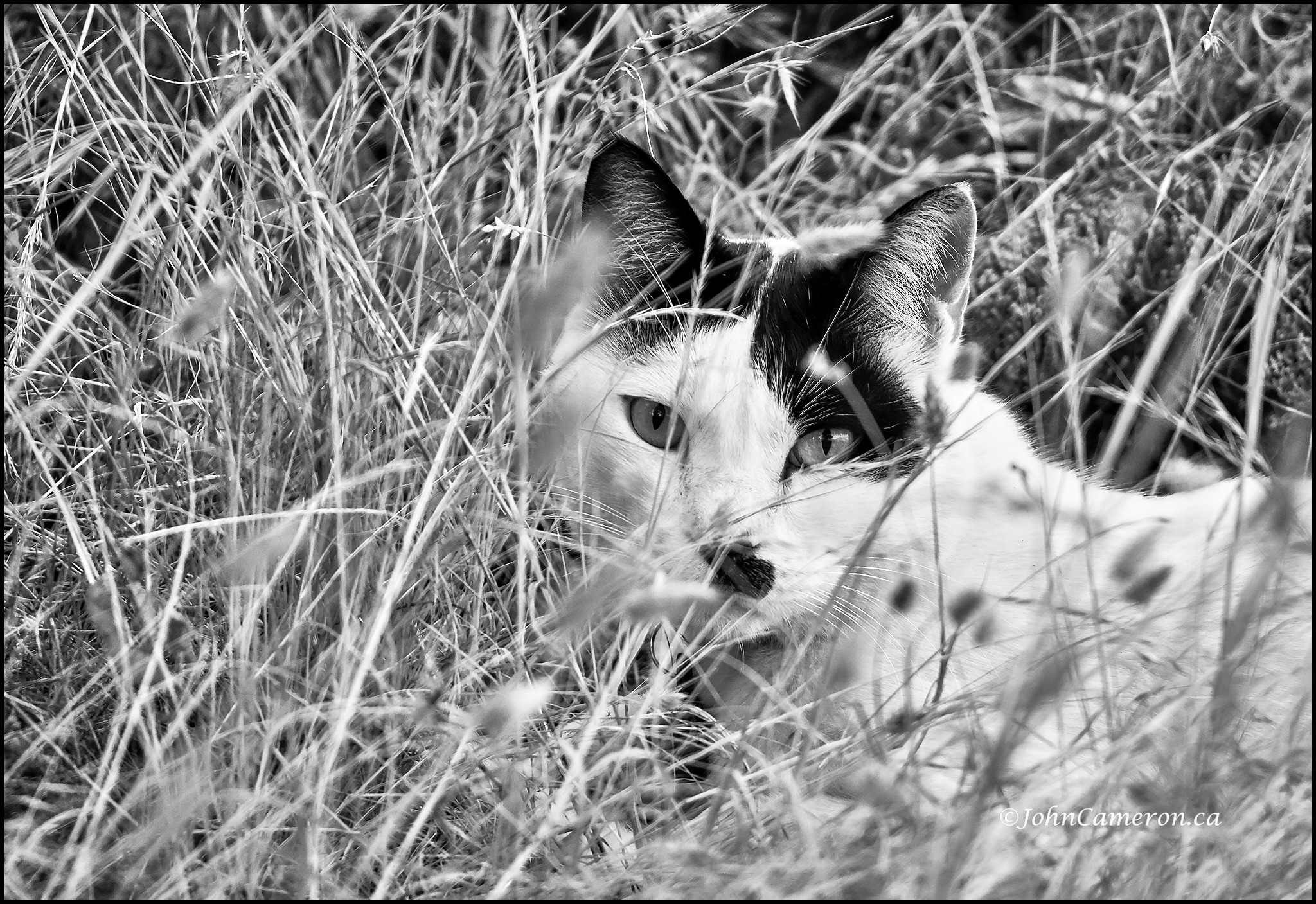 black and white cat in grass ©johncameron.ca
