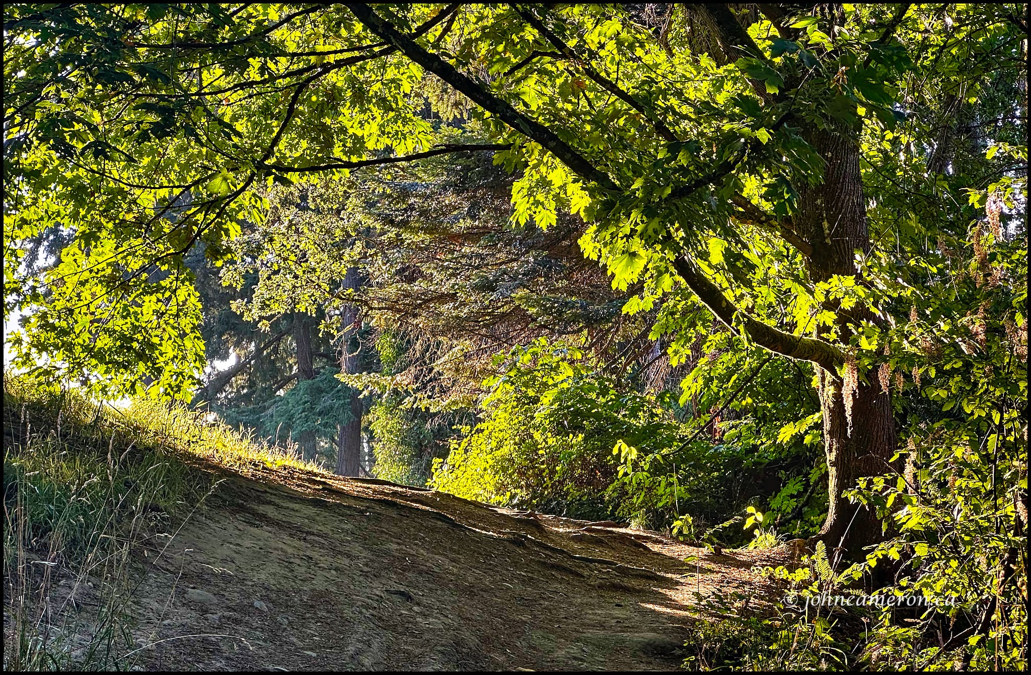 Beaver Trail