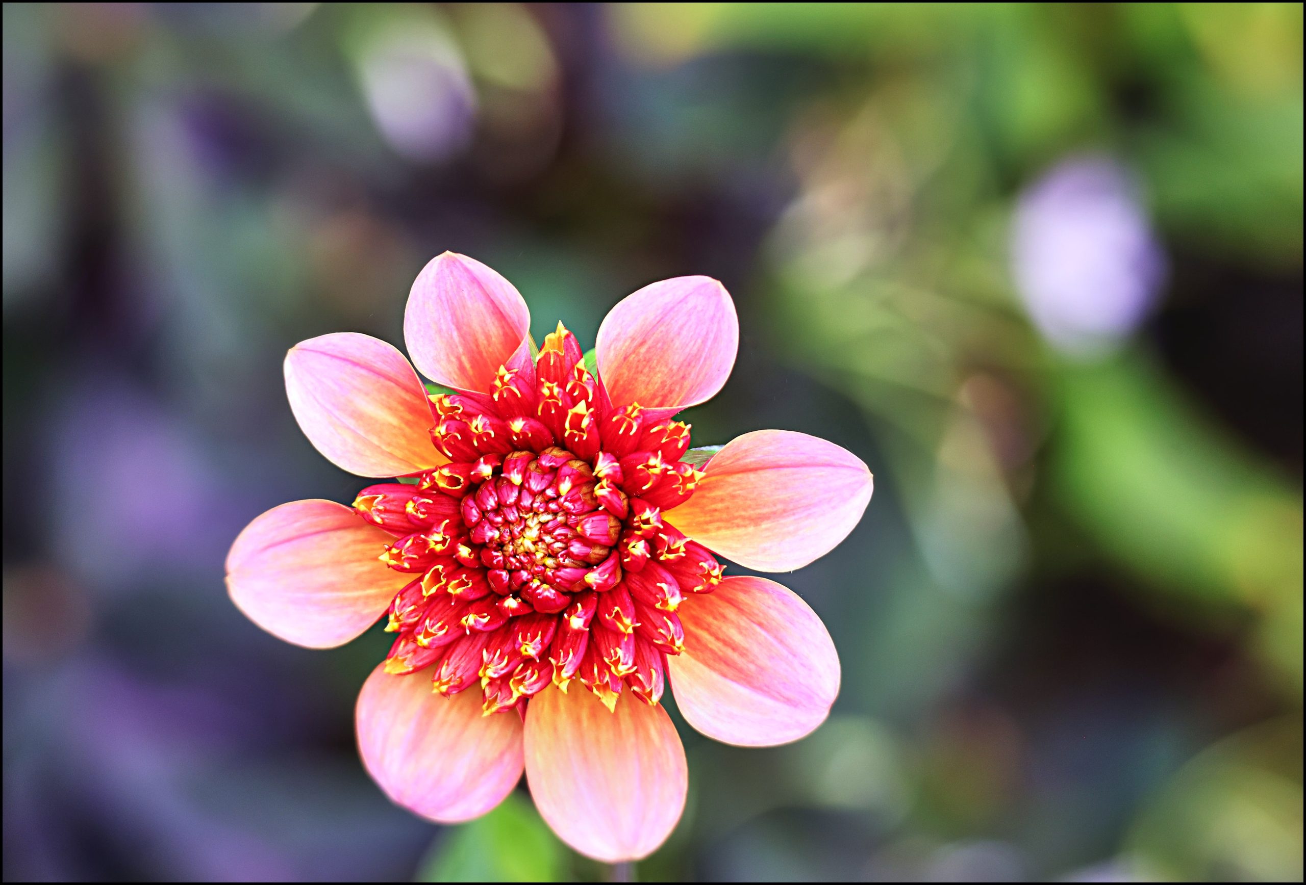 Dahlia