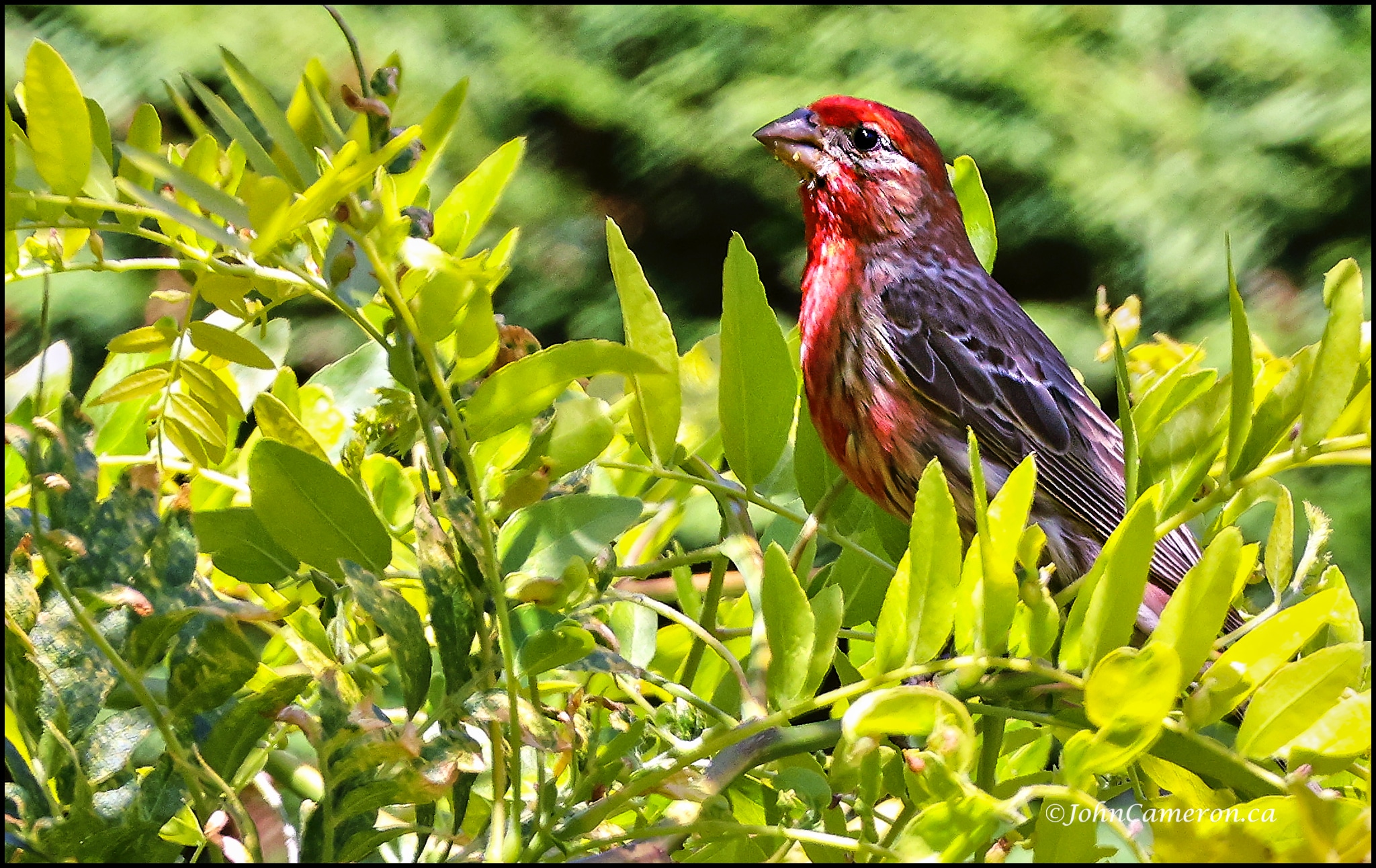 Finch 4