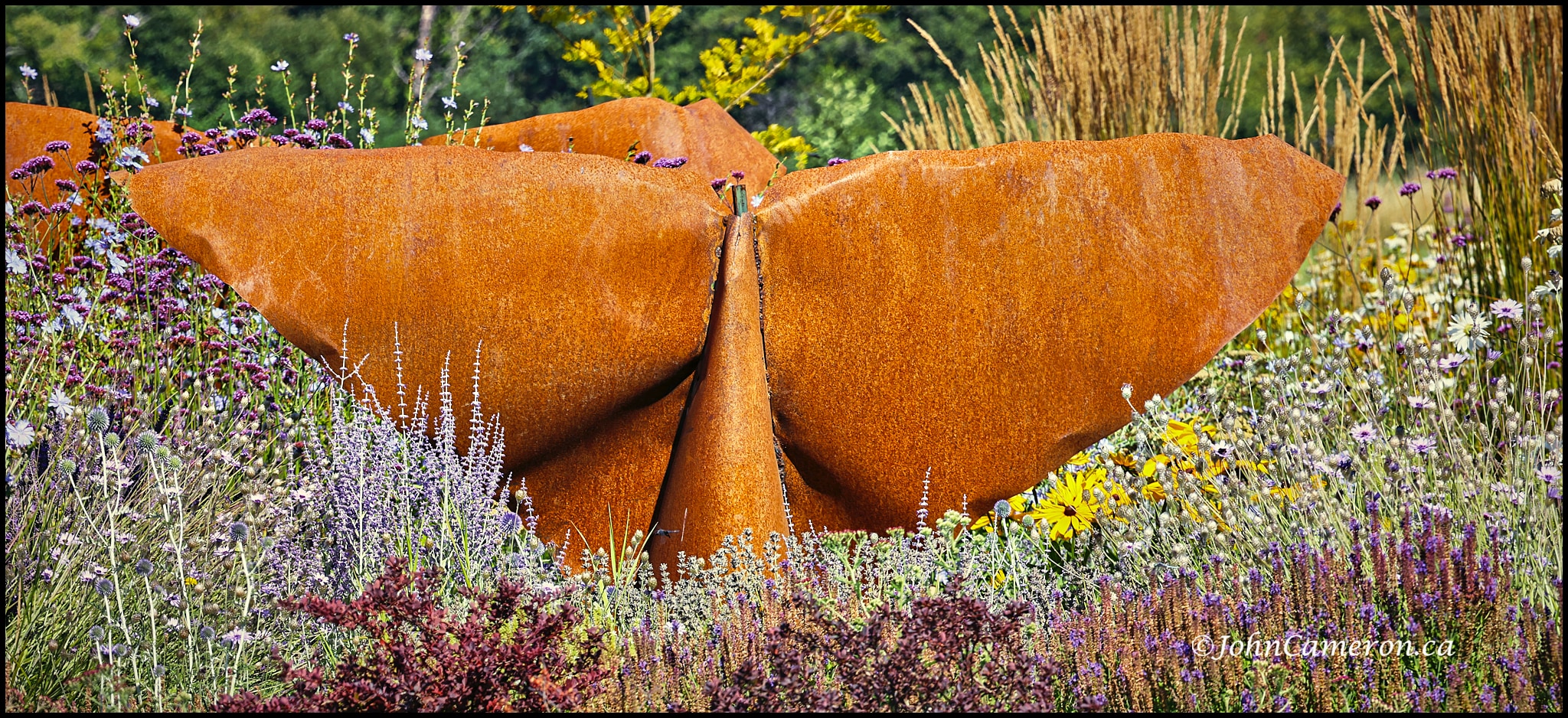 Whale Tail